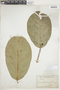 Ficus obtusifolia image