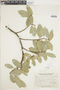 Ficus pallida image