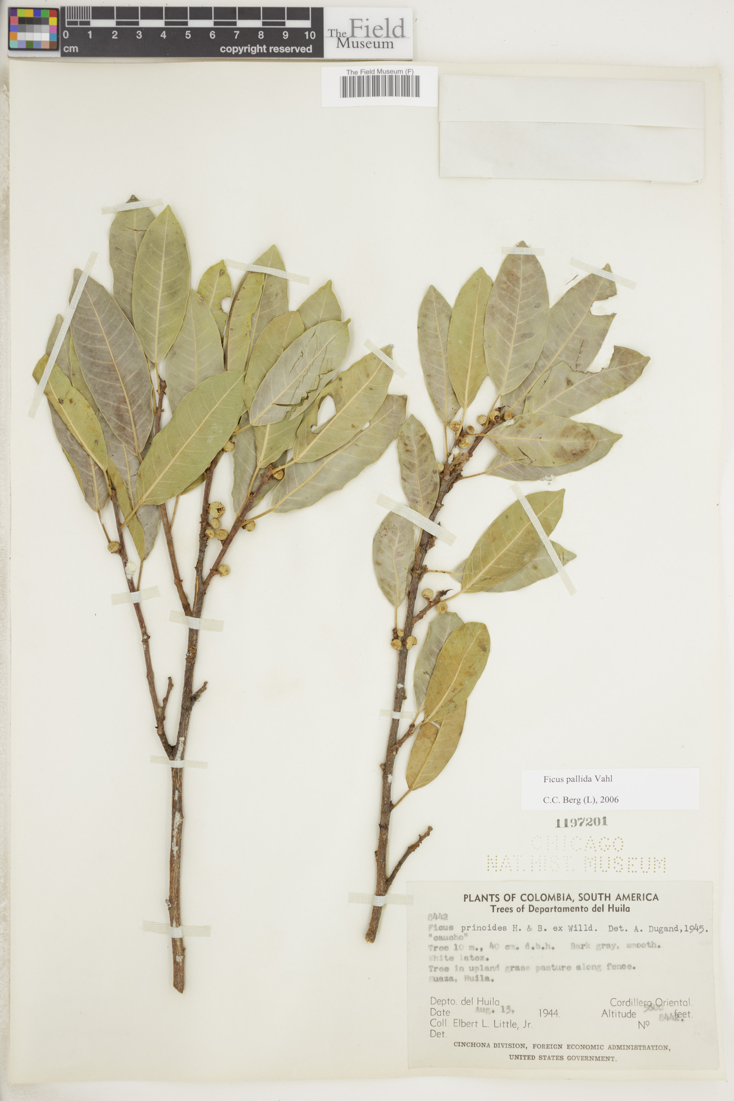 Ficus pallida image