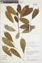 Ficus paraensis image