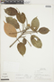 Ficus pertusa image