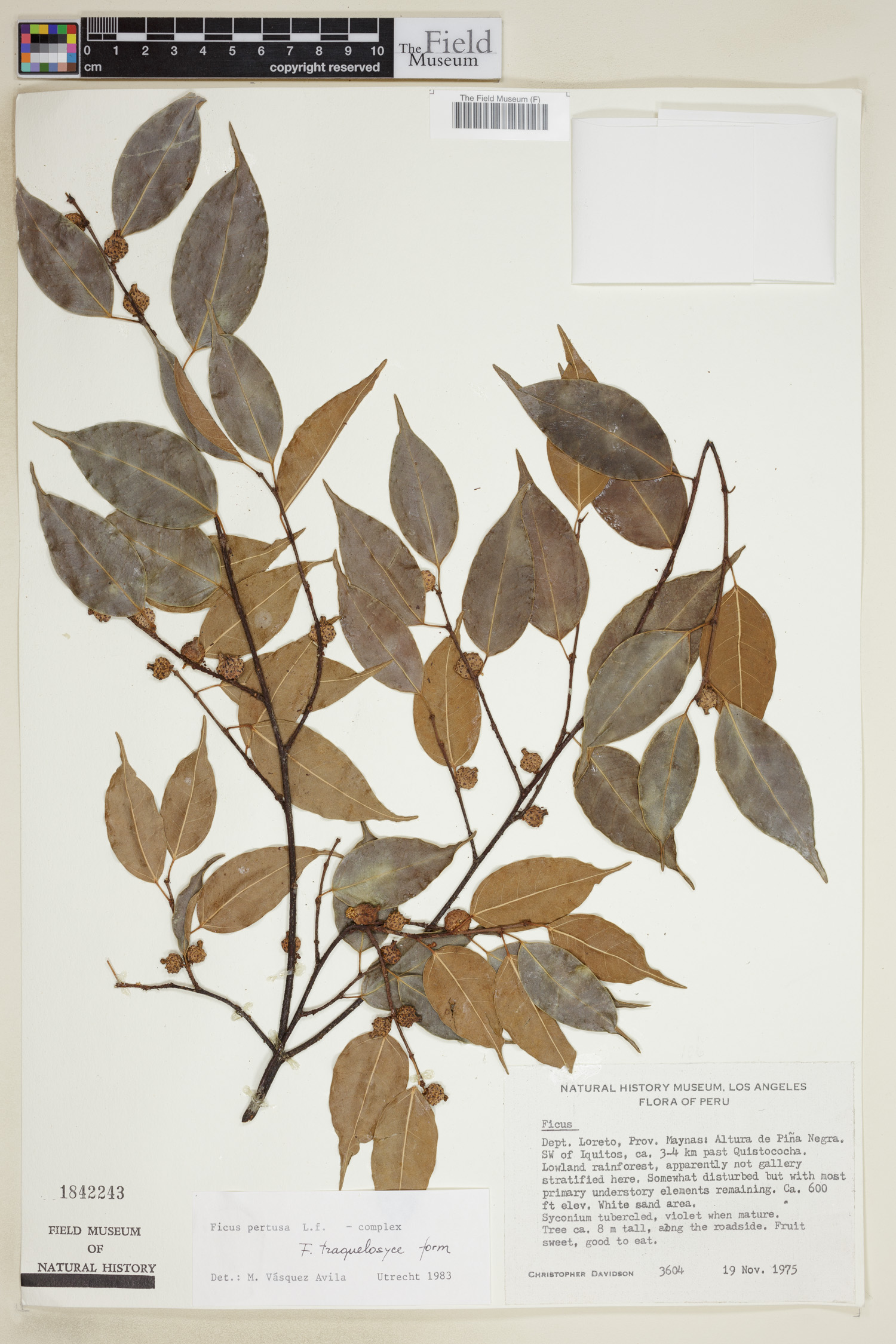 Ficus nigrotuberculata image