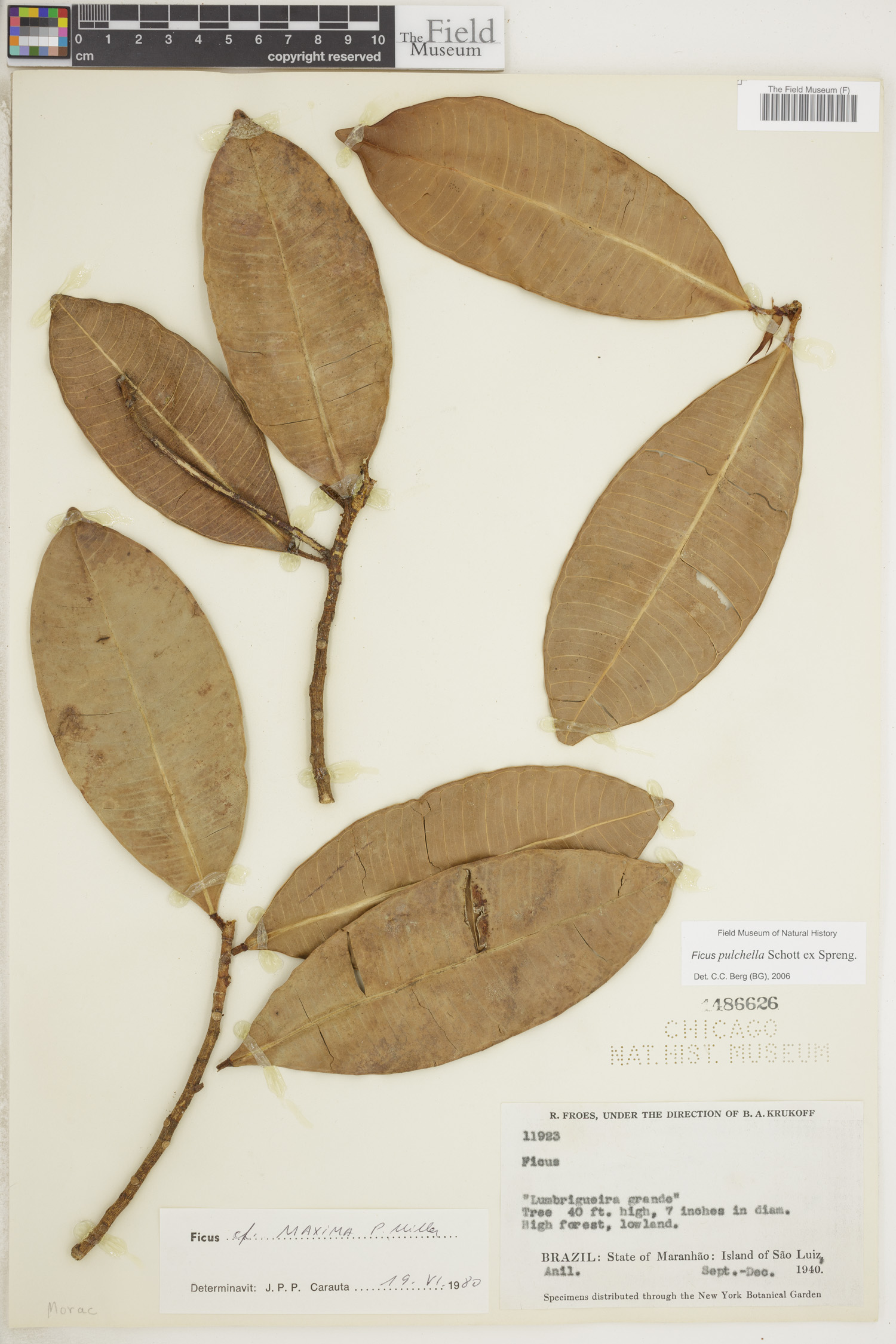 Ficus pulchella image