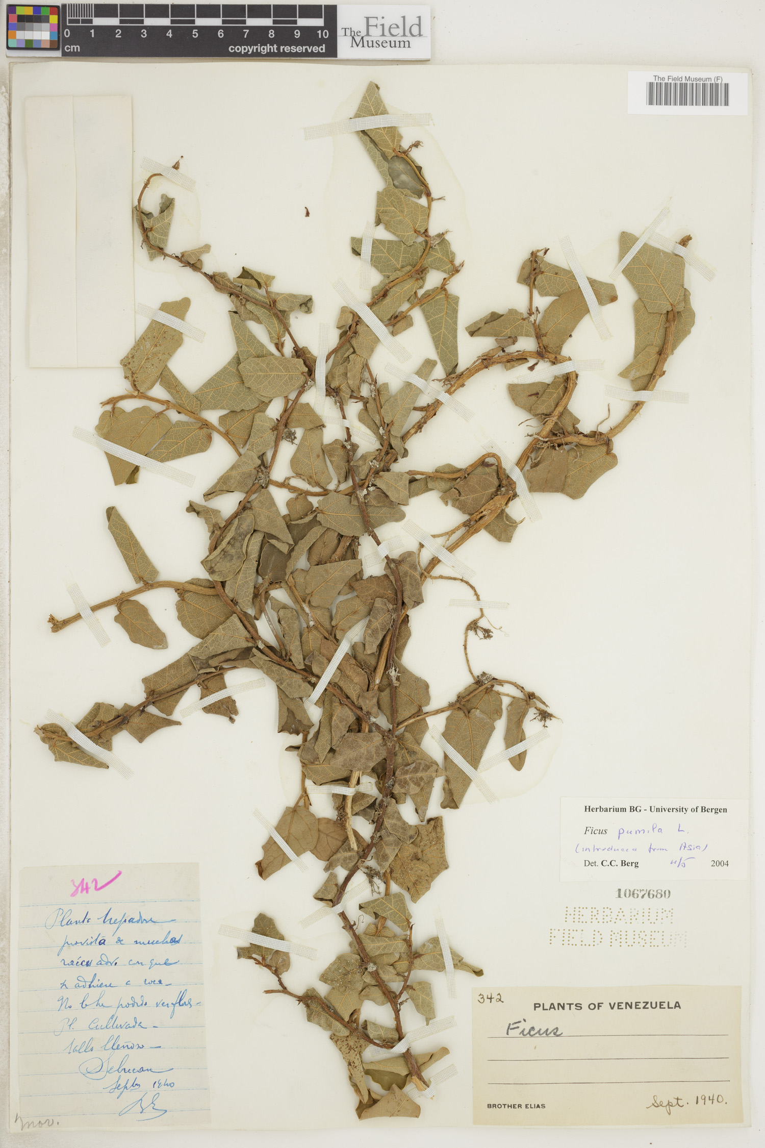 Ficus pumila image