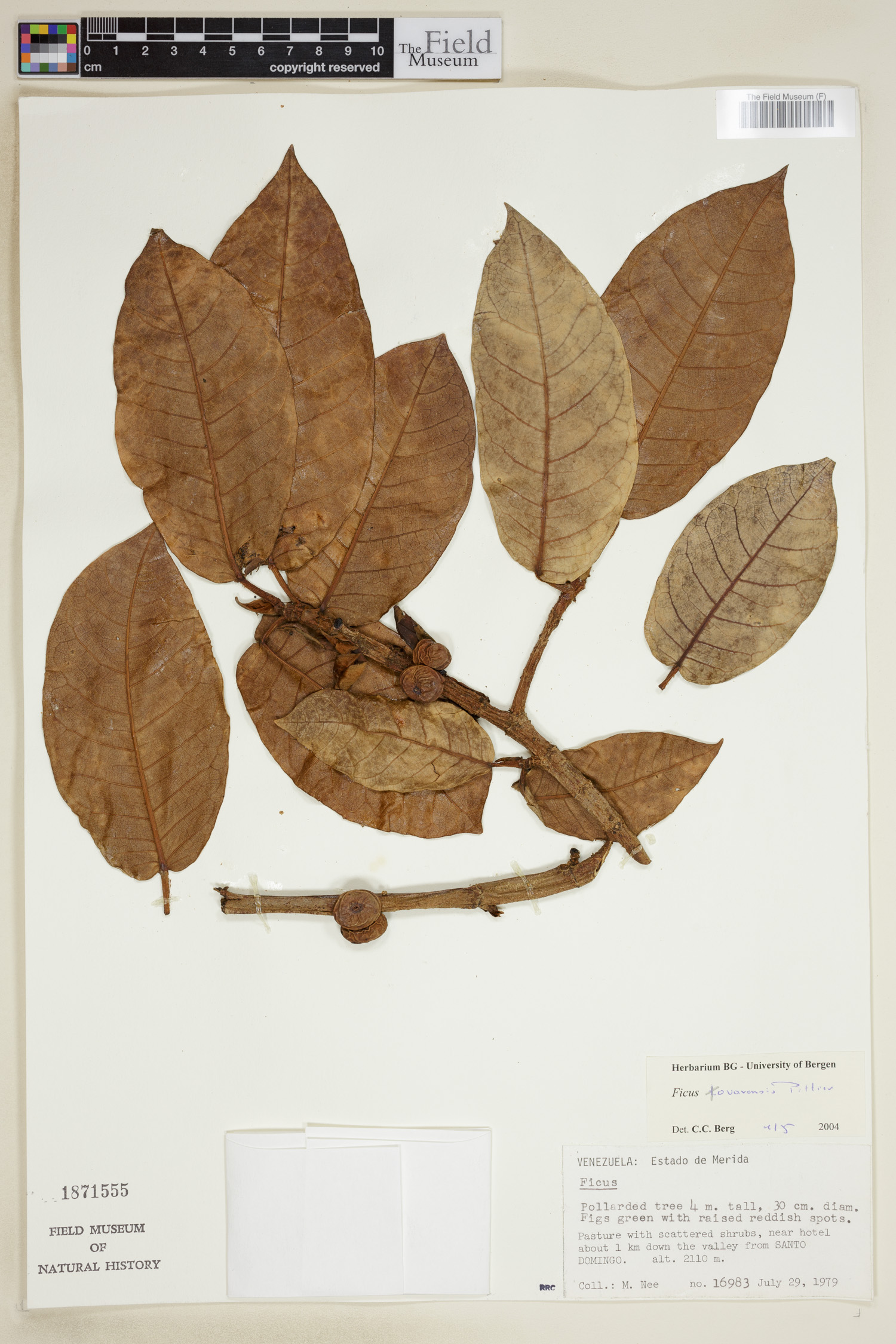 Ficus tovarensis image