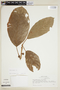 Ficus trigona image