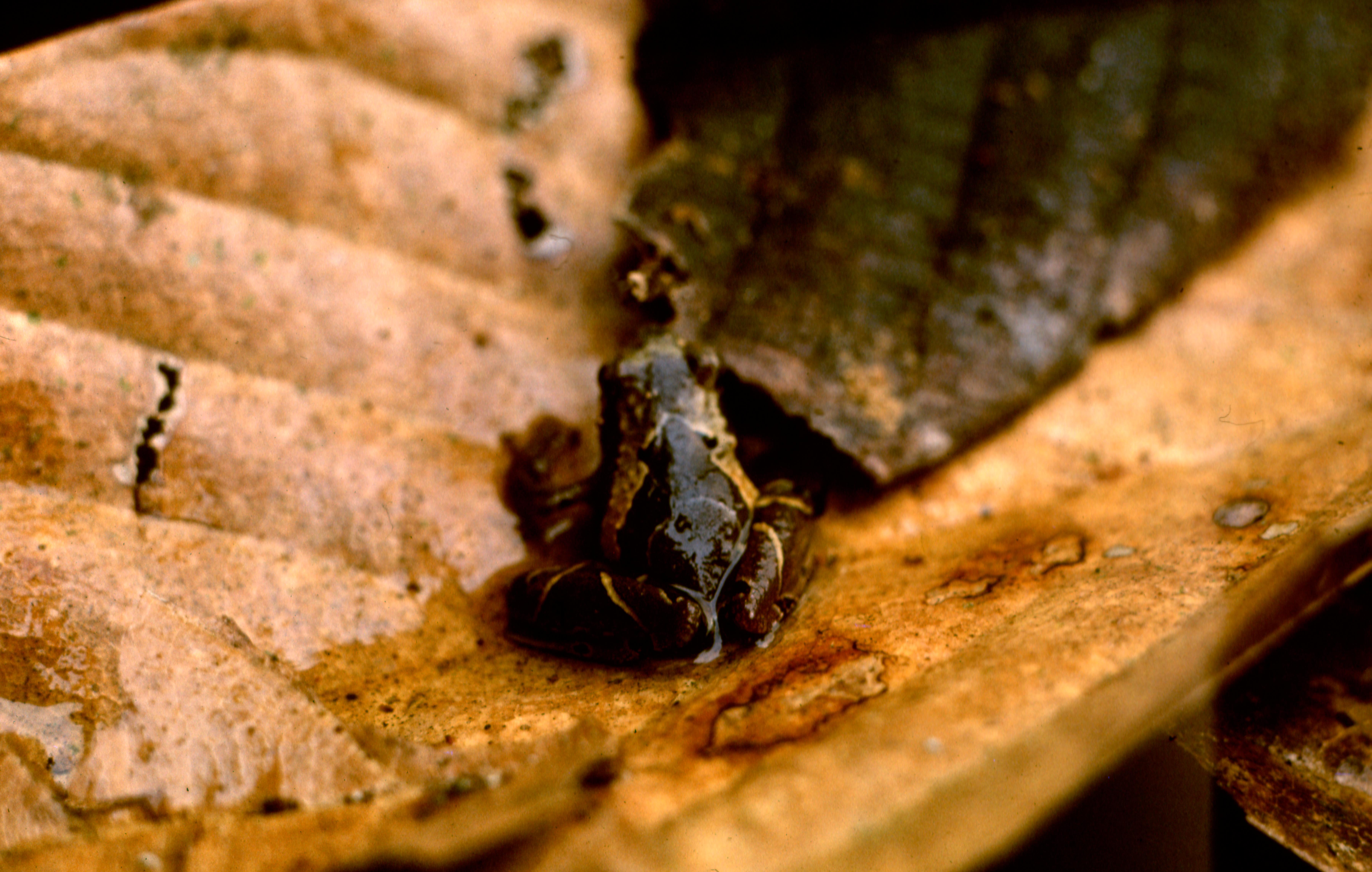 Microhyla petrigena