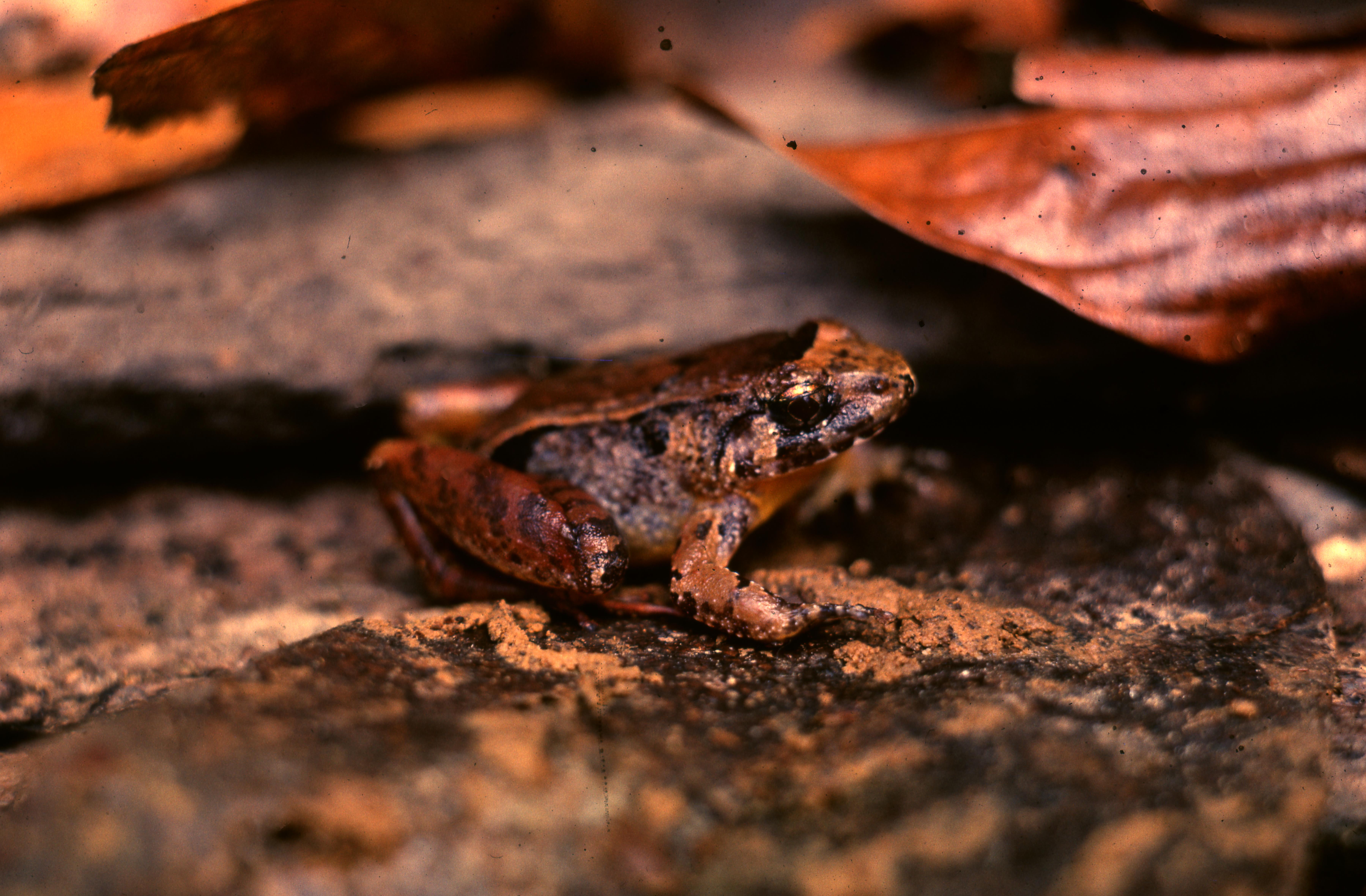 Limnonectes palavanensis thumbnail