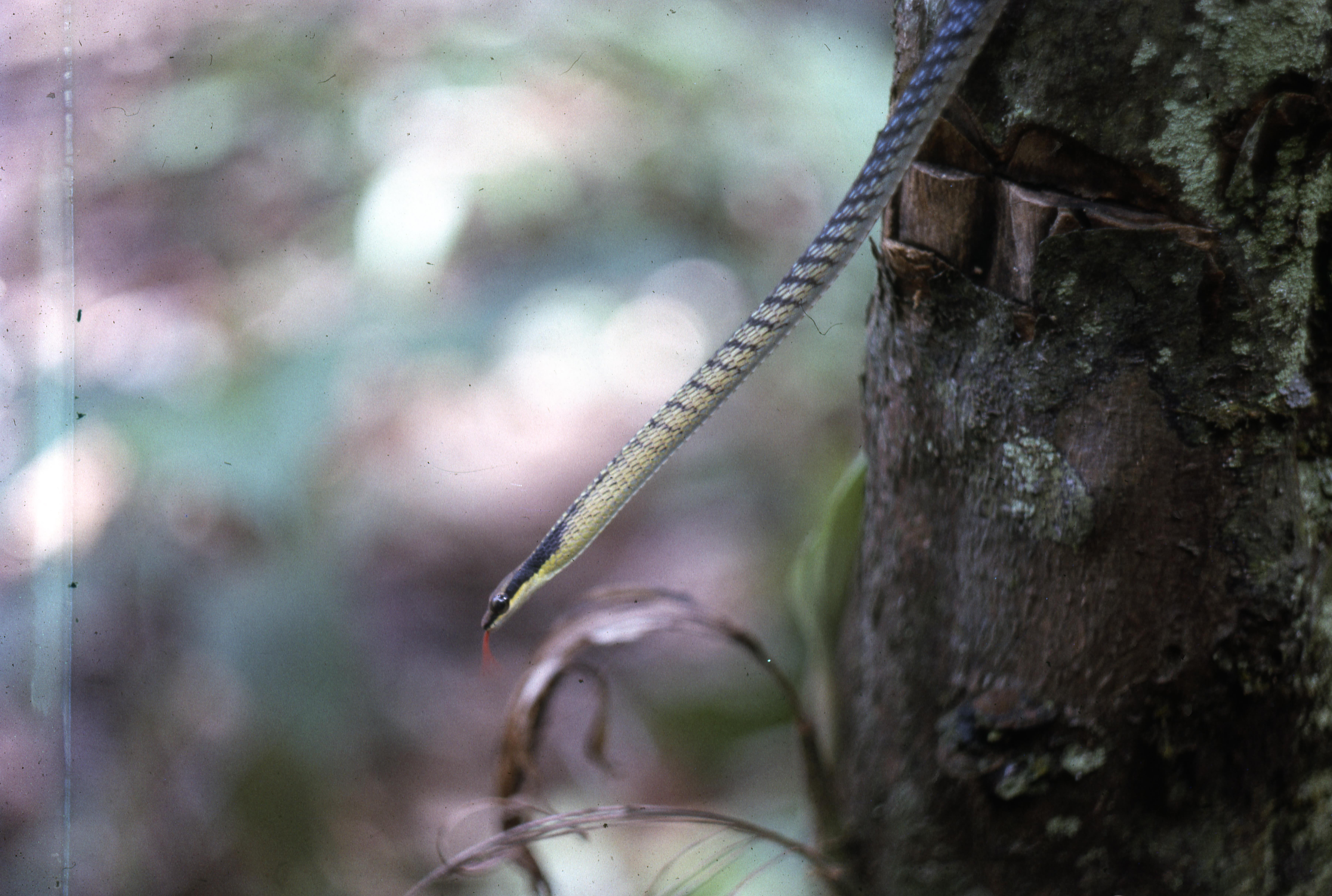 Dendrelaphis striatus thumbnail