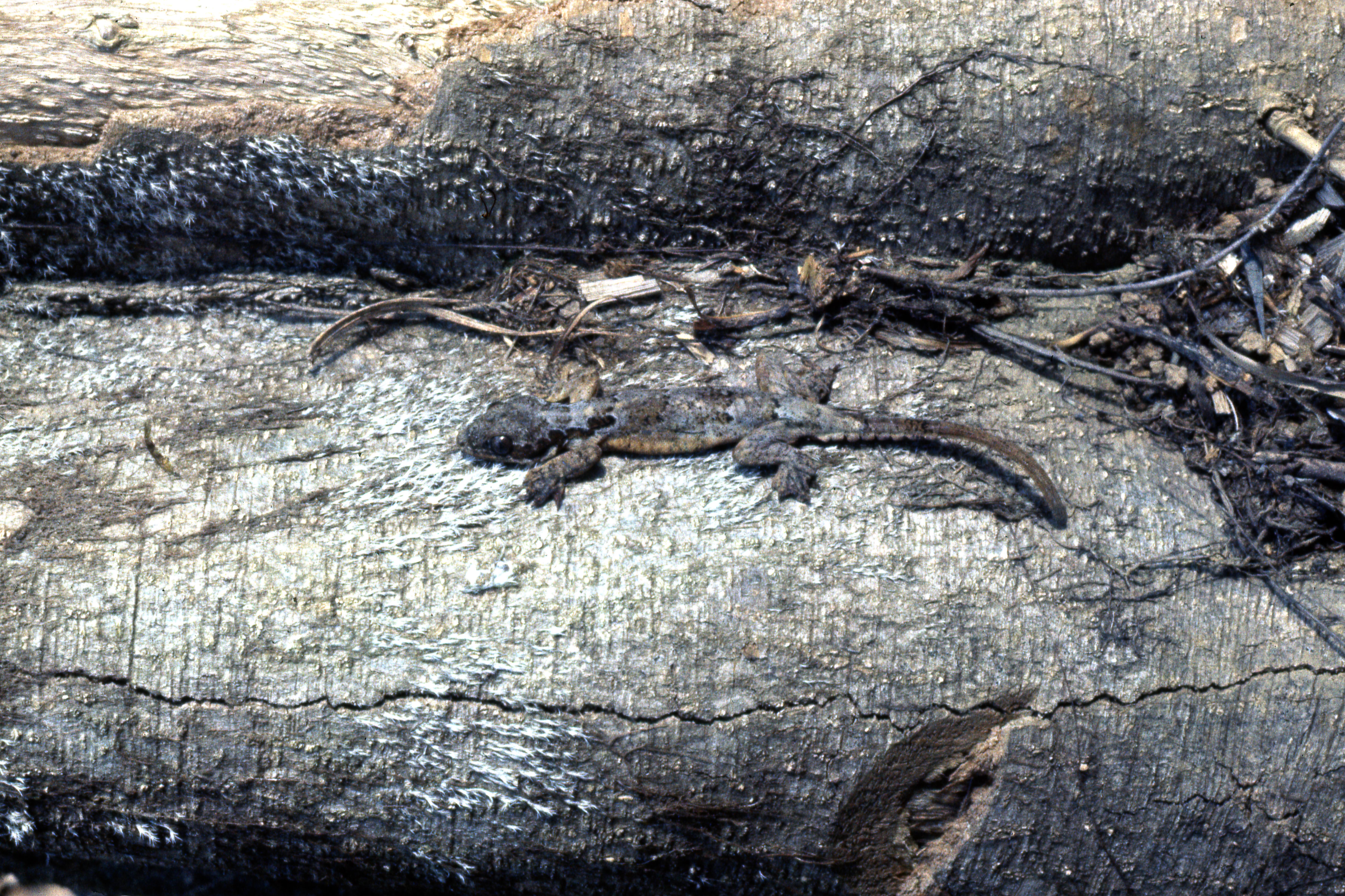 Ptychozoon horsfieldii thumbnail