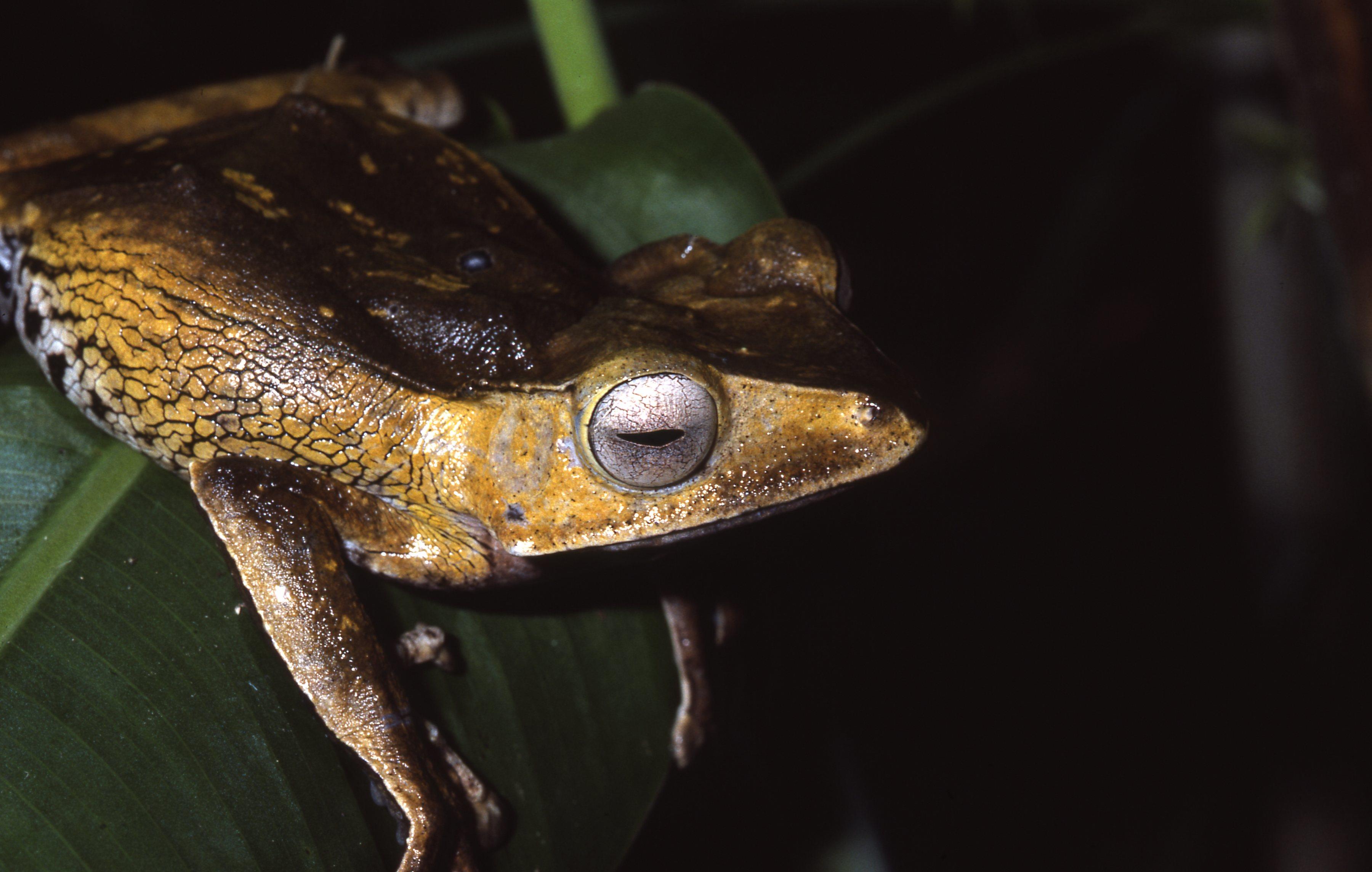 Polypedates otilophus