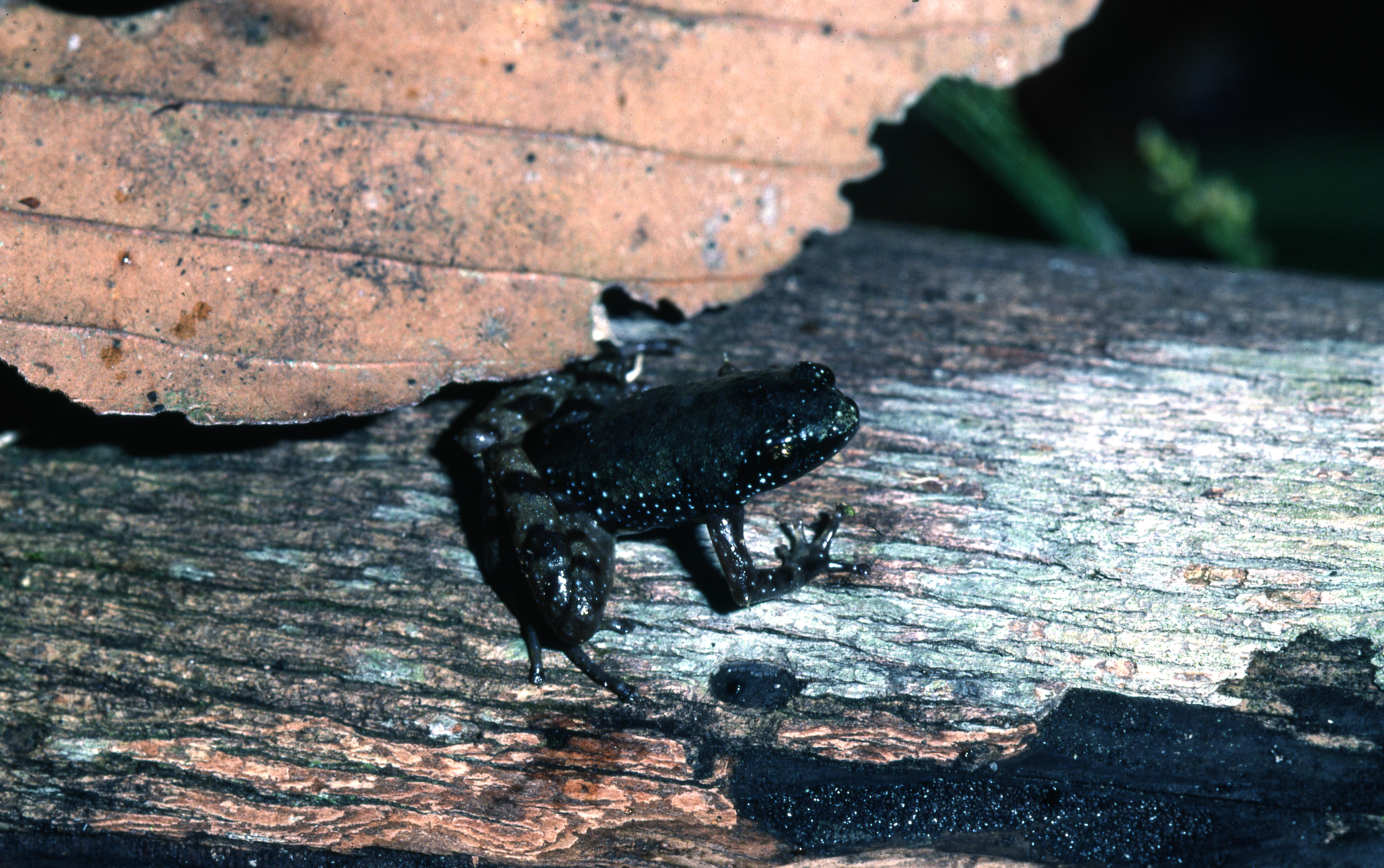 Chaperina fusca thumbnail