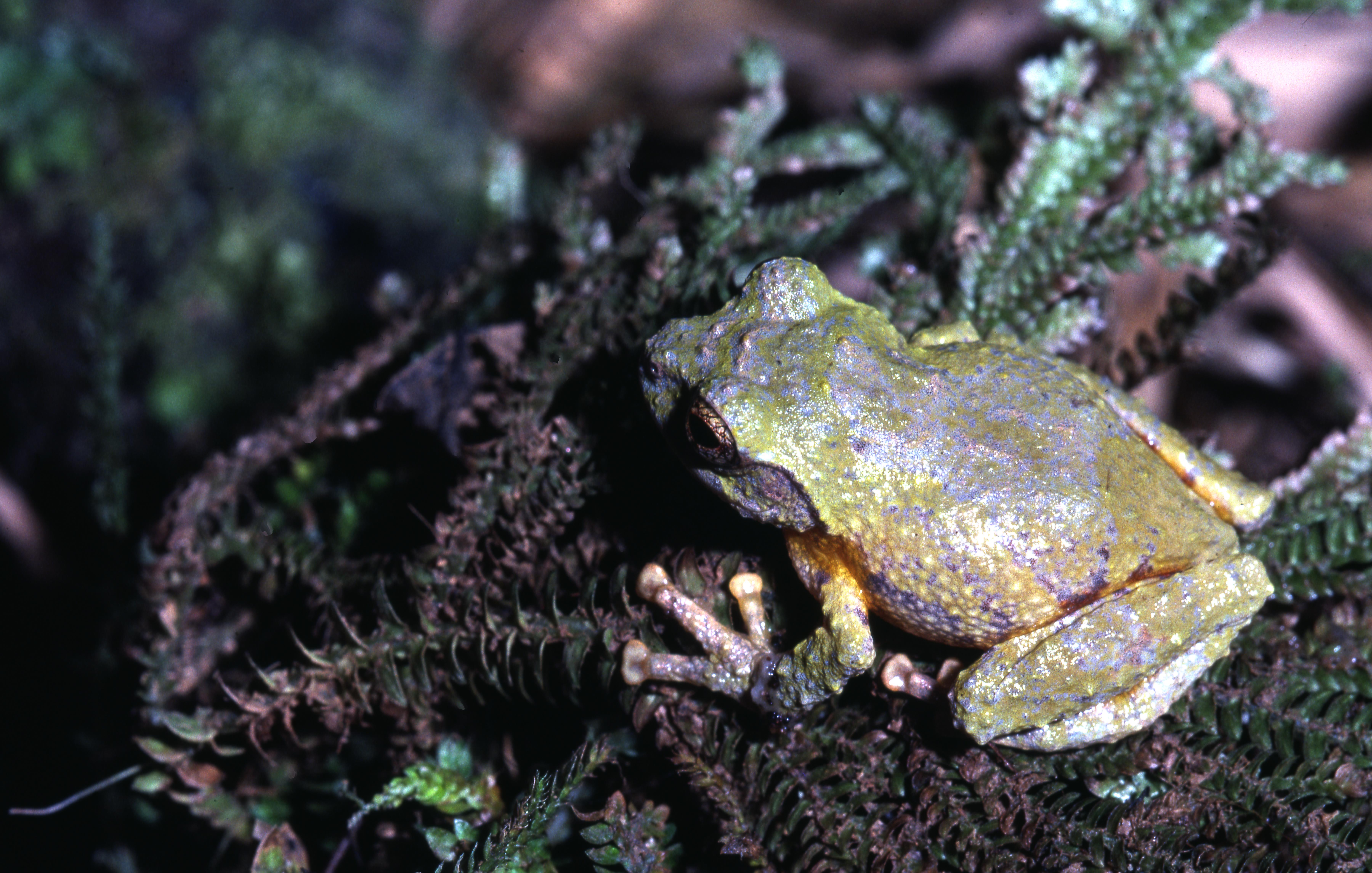 Philautus aurantium