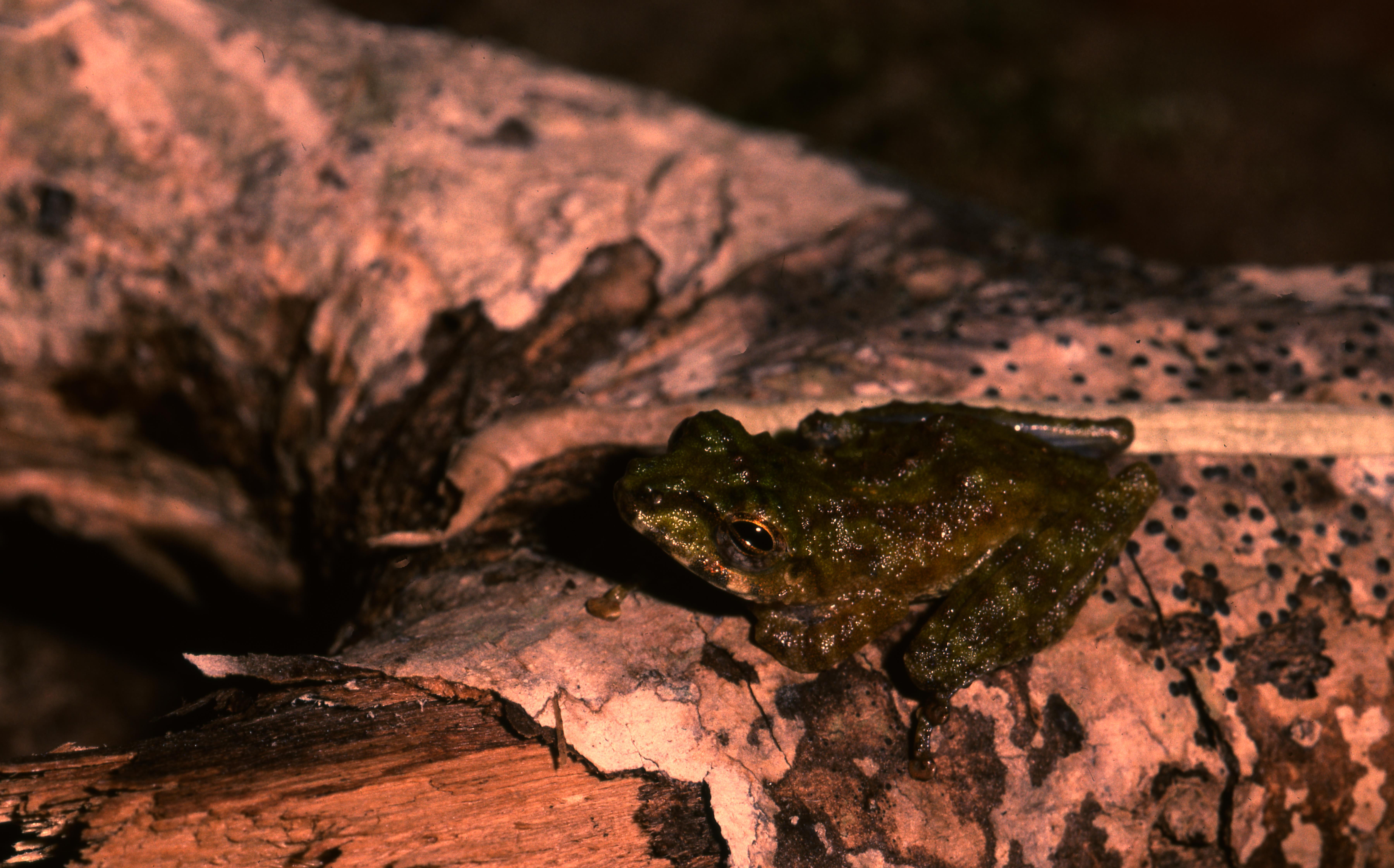 Philautus tectus