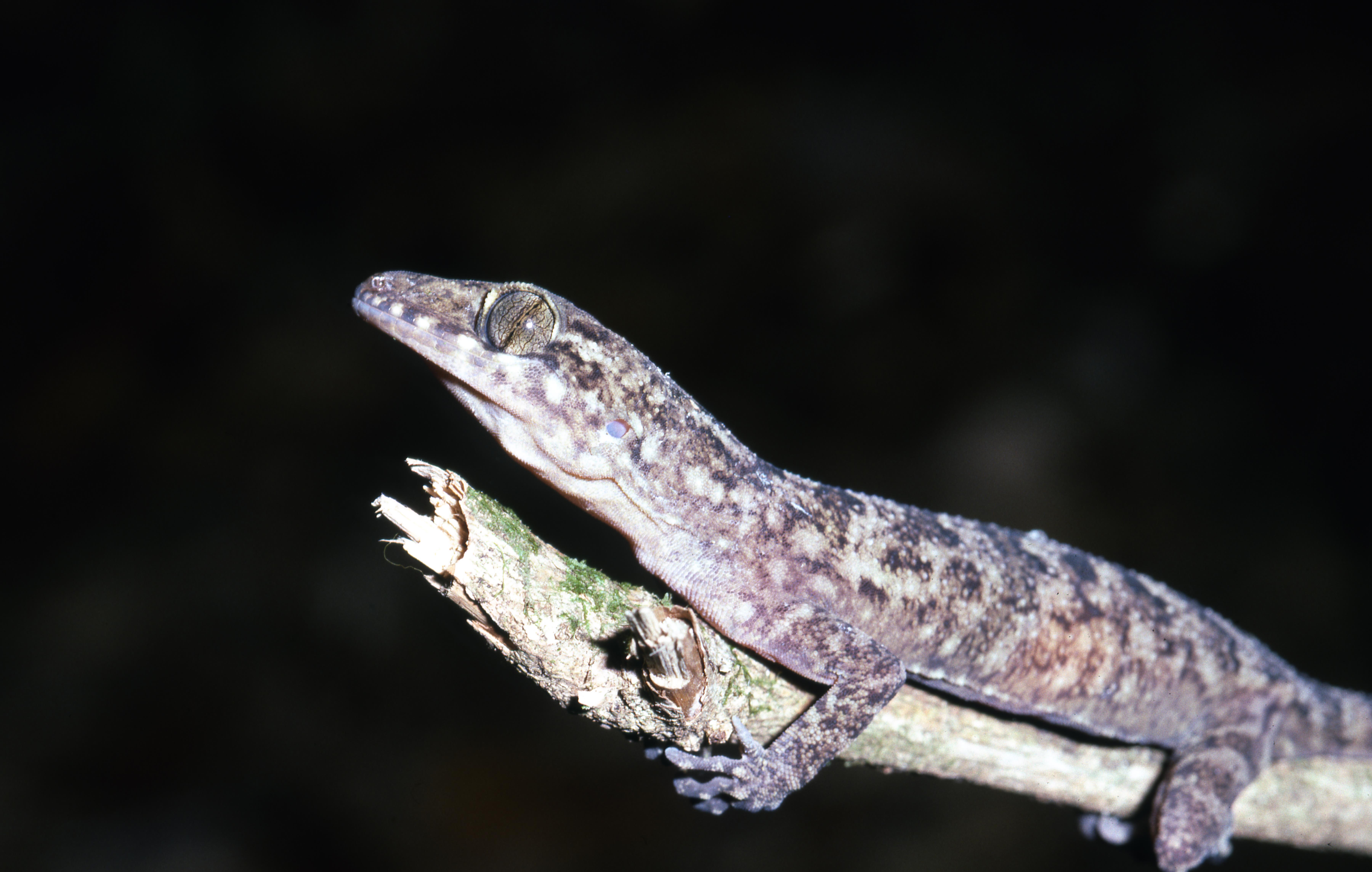 Cyrtodactylus yoshii thumbnail
