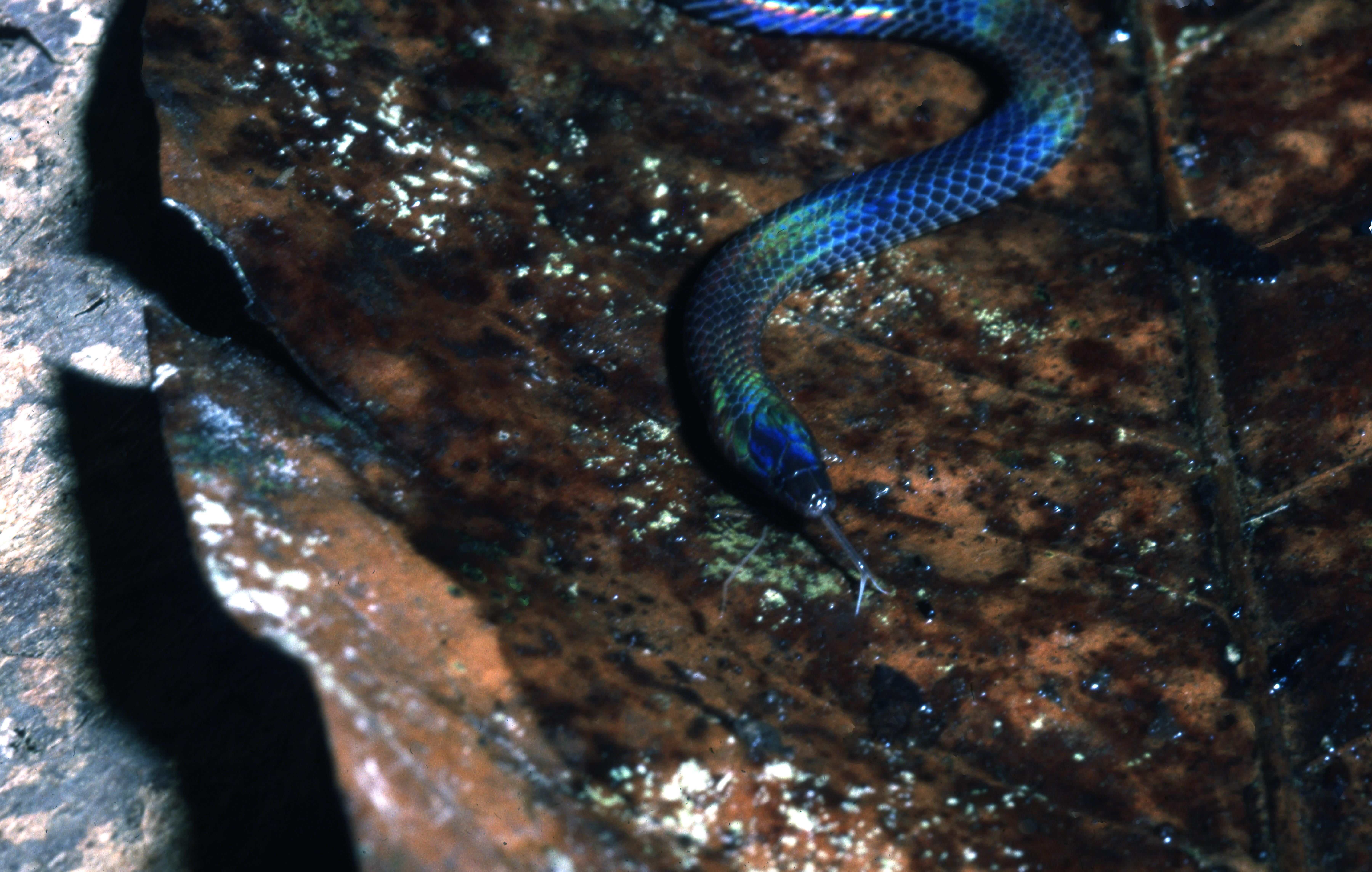 Pseudorabdion collaris