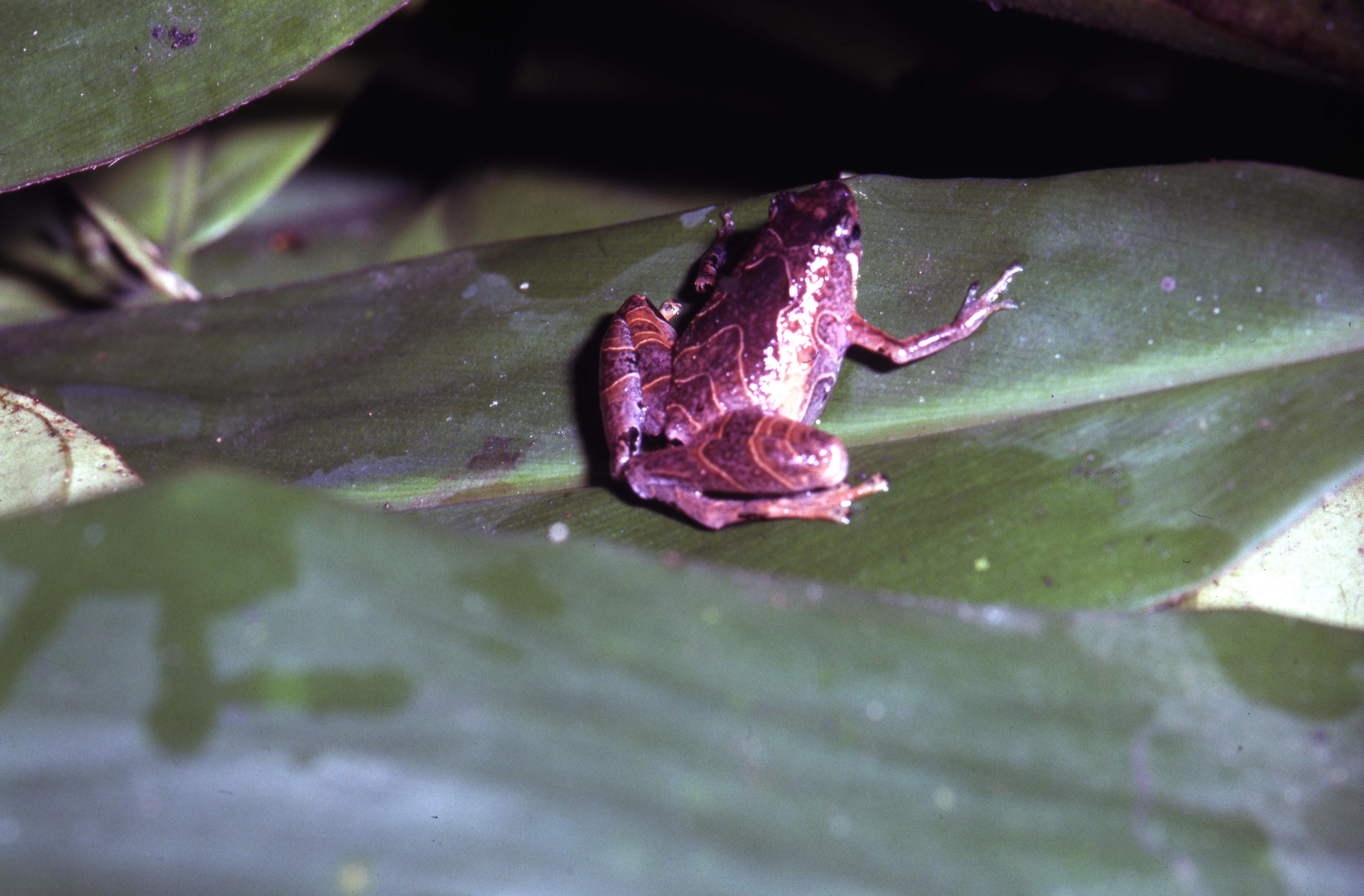 Microhyla perparva