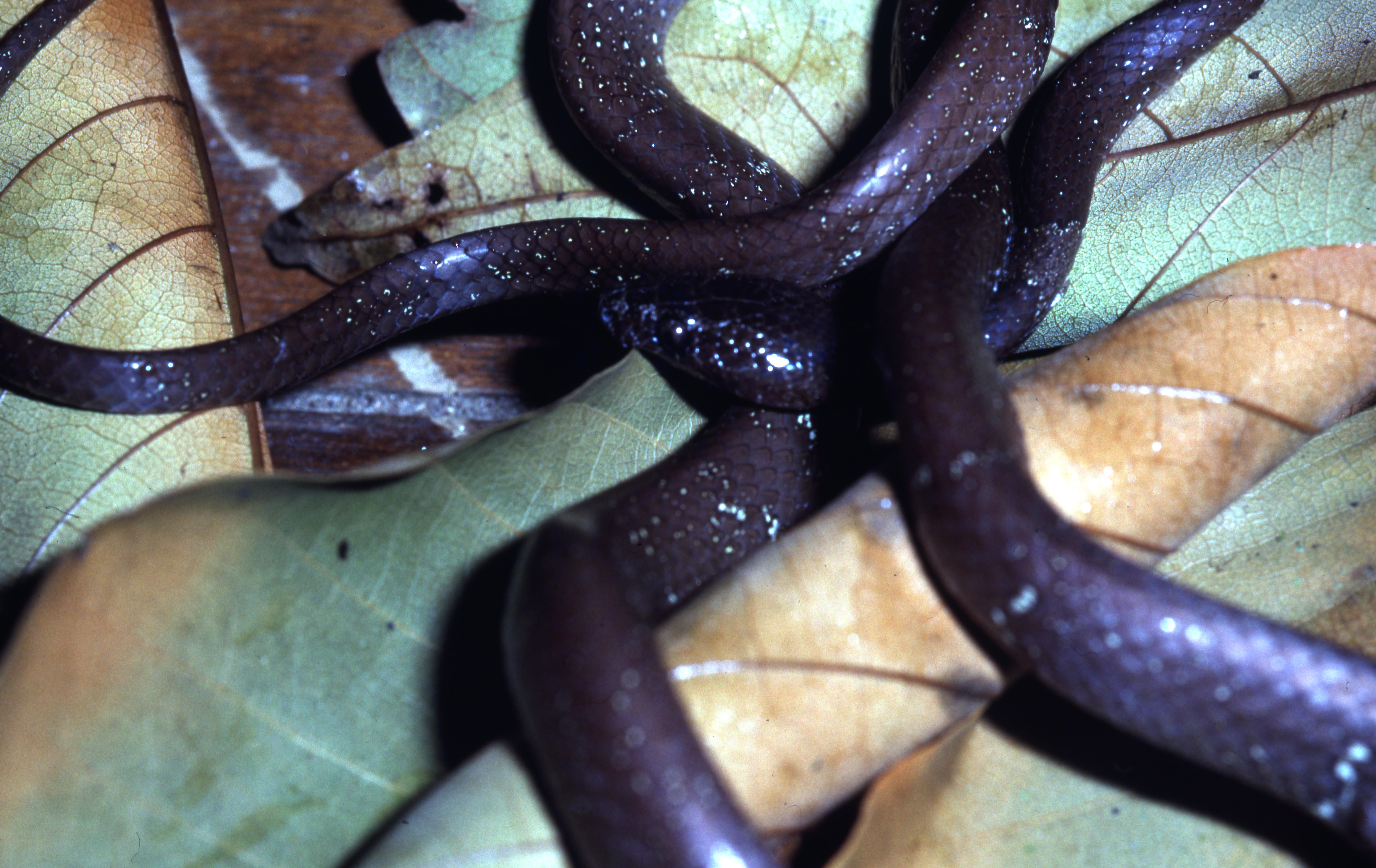 Lycodon effraenis