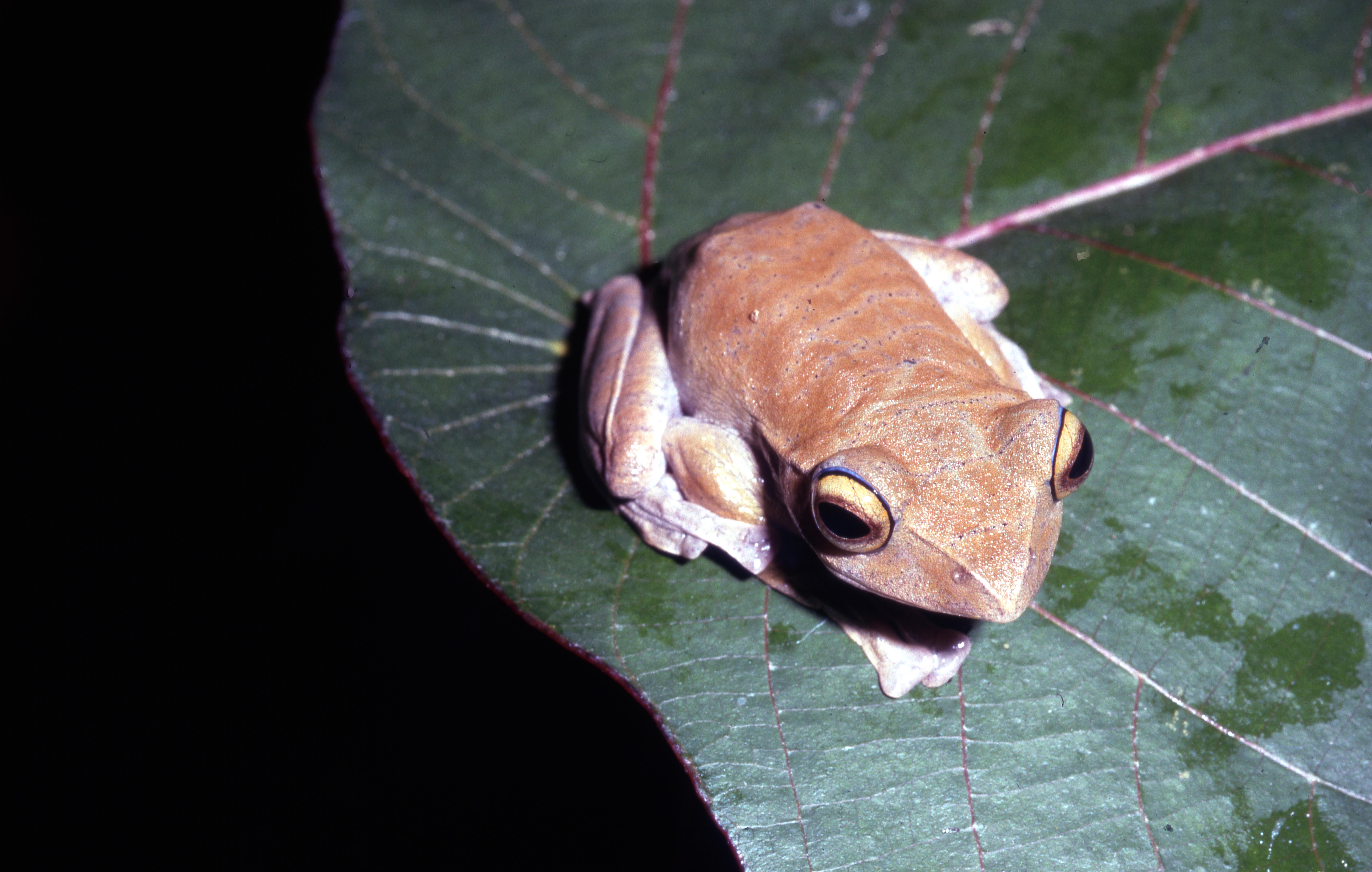 Rhacophorus baluensis thumbnail