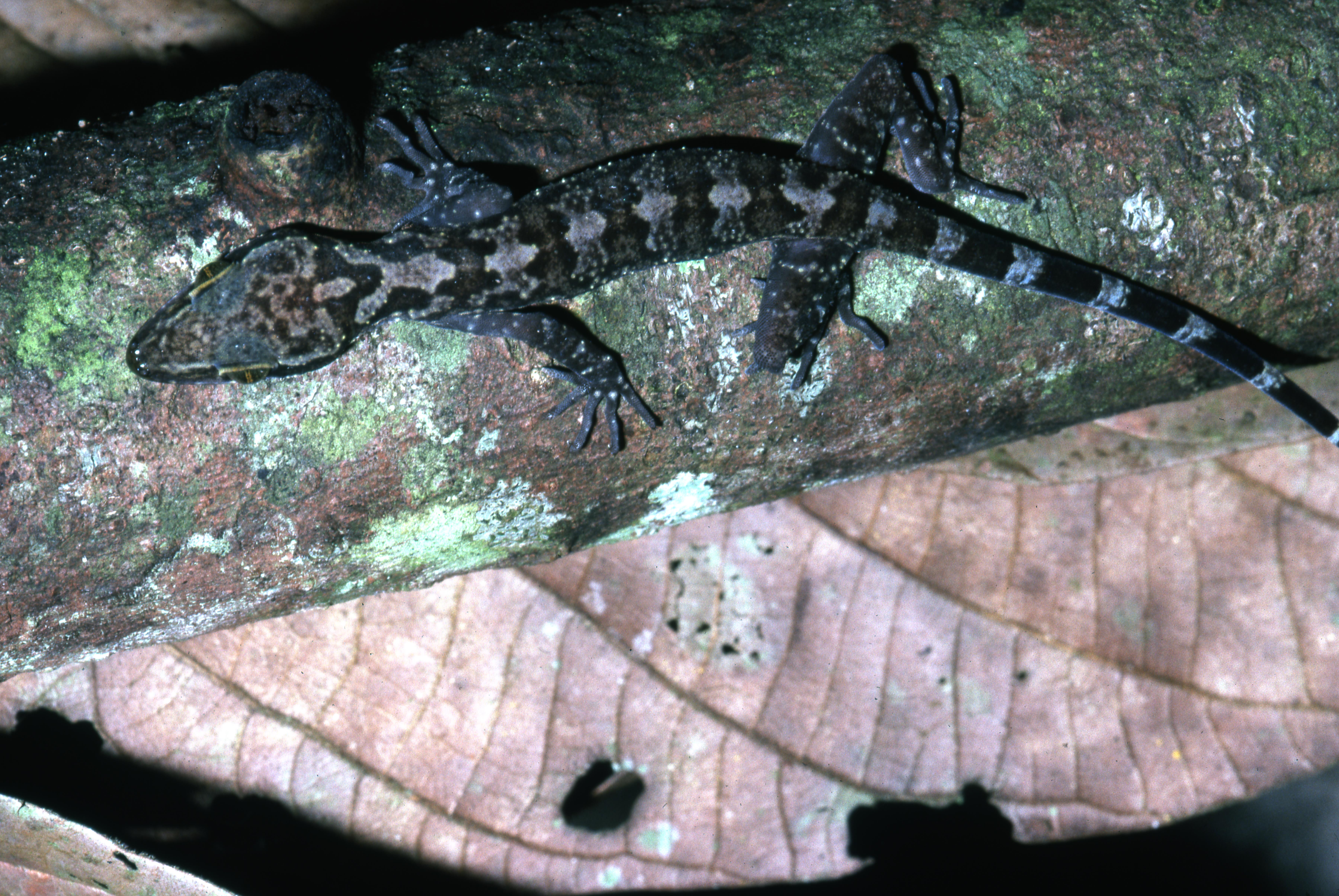 Cyrtodactylus ingeri thumbnail