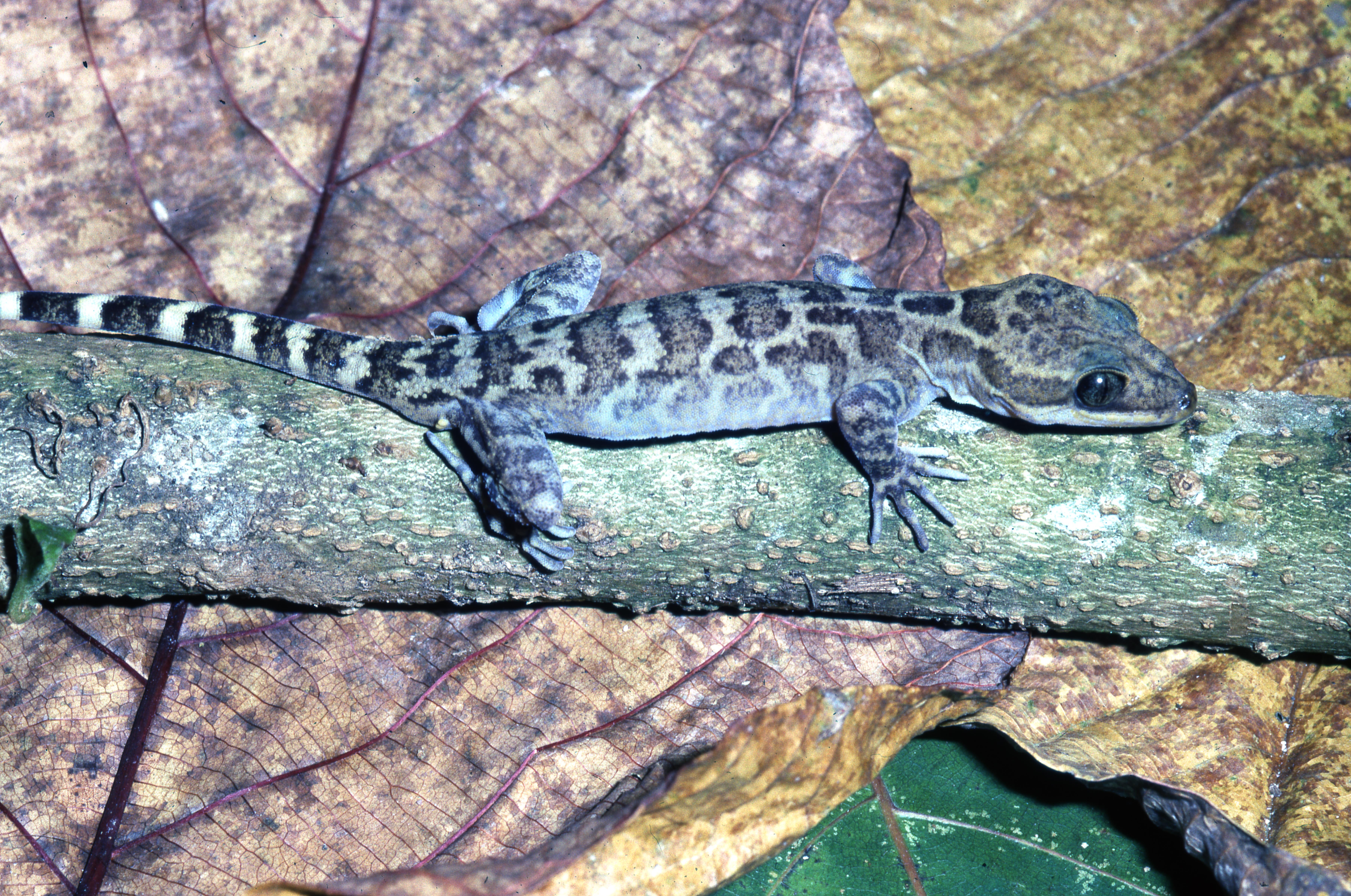 Cyrtodactylus matsuii thumbnail