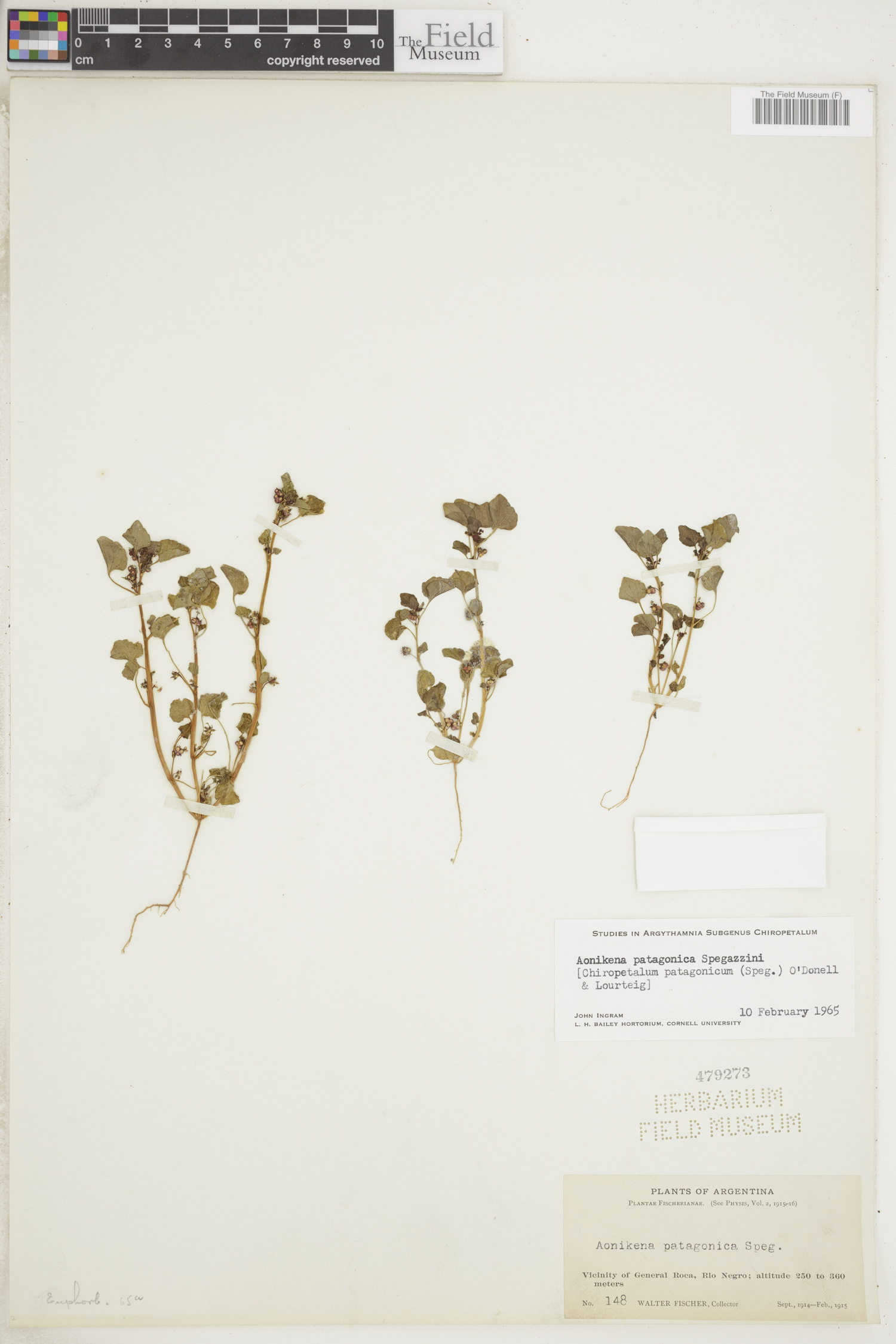 Chiropetalum patagonicum image