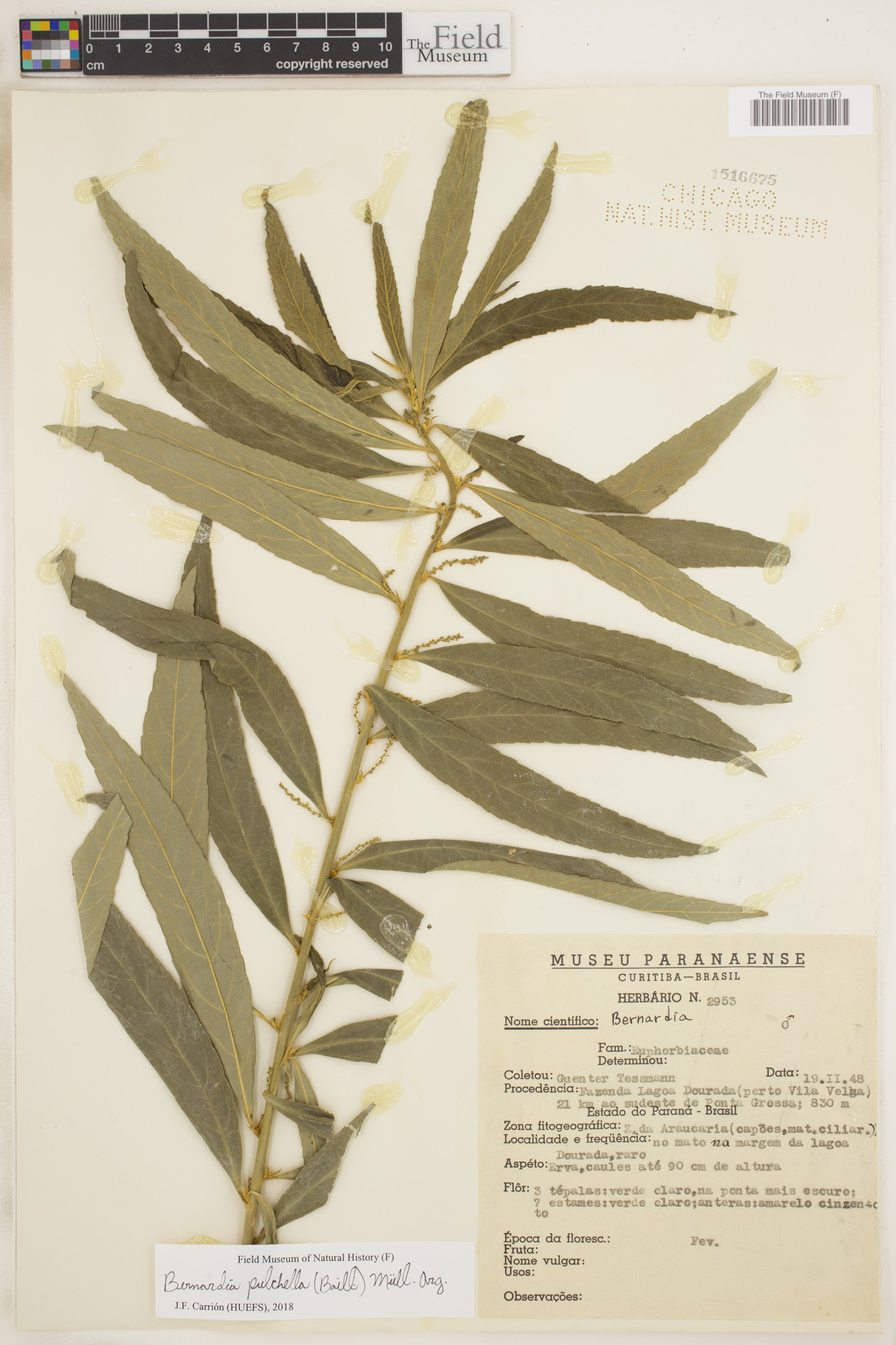 Bernardia pulchella image
