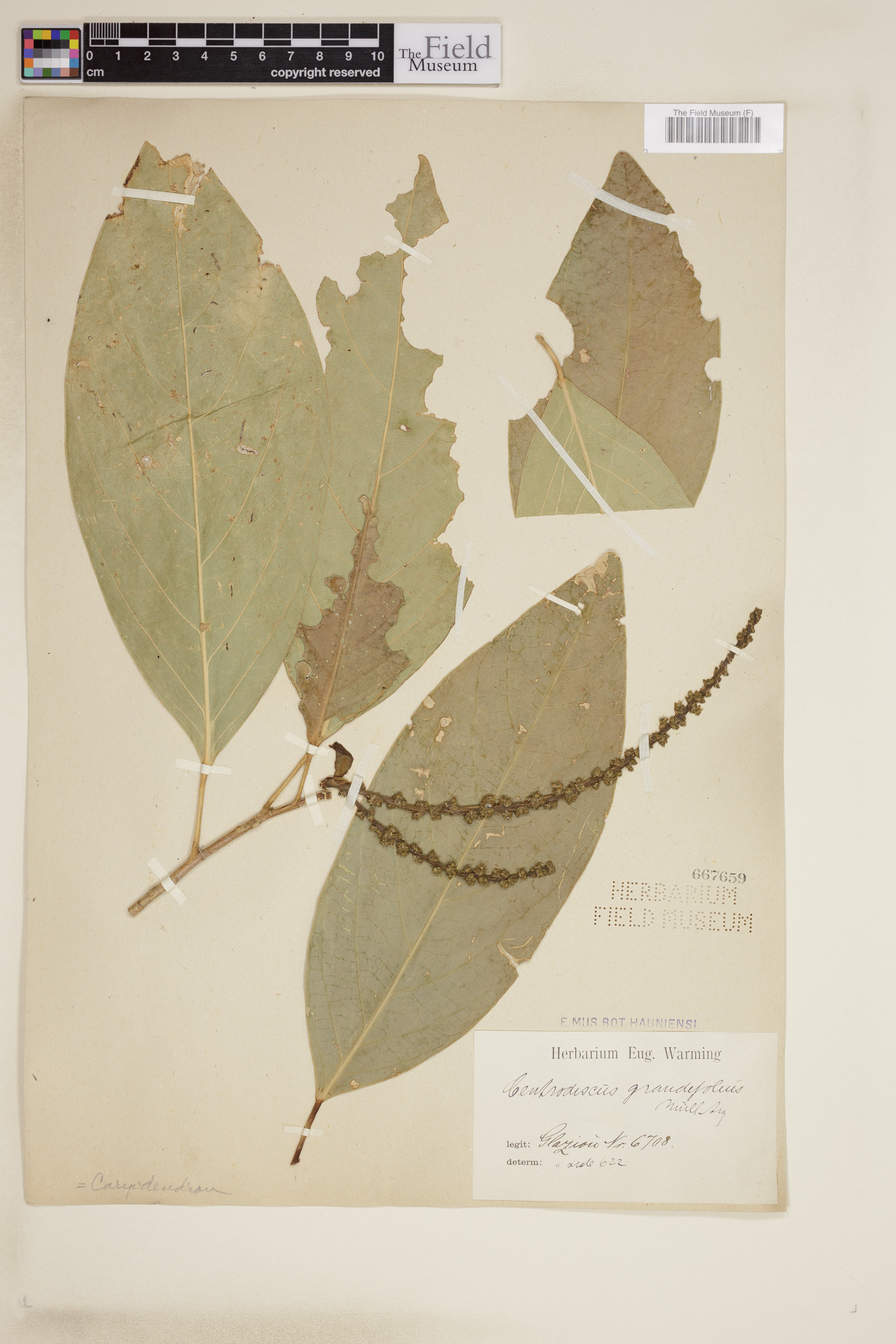 Caryodendron grandifolium image
