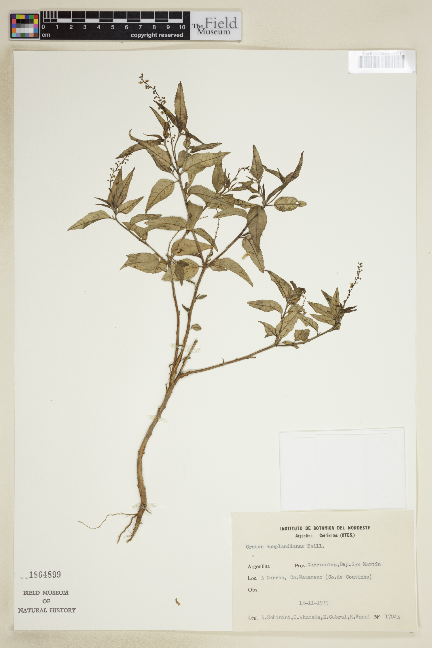 Croton bonplandianus image