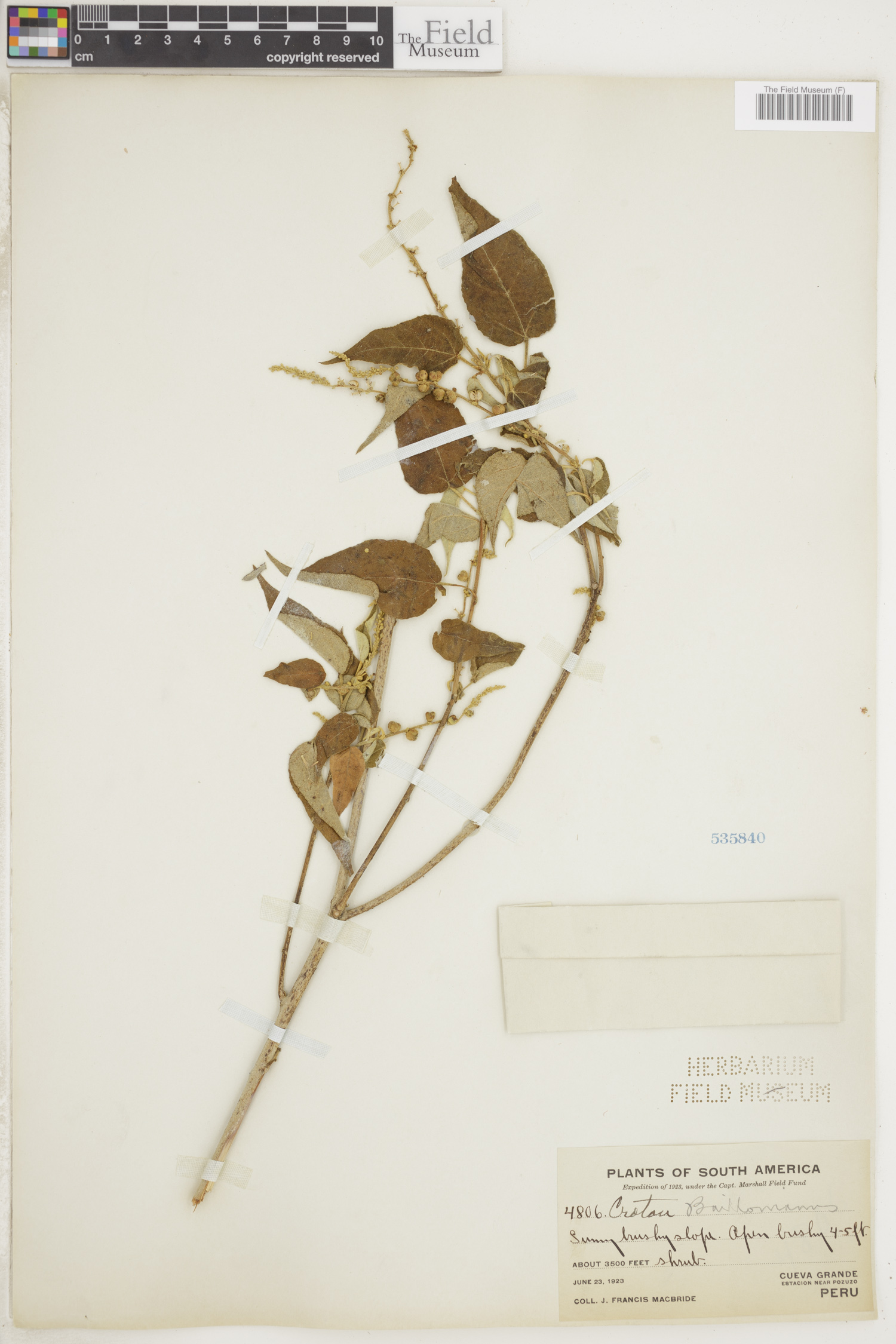Croton baillonianus image