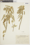 Croton bolivarensis image