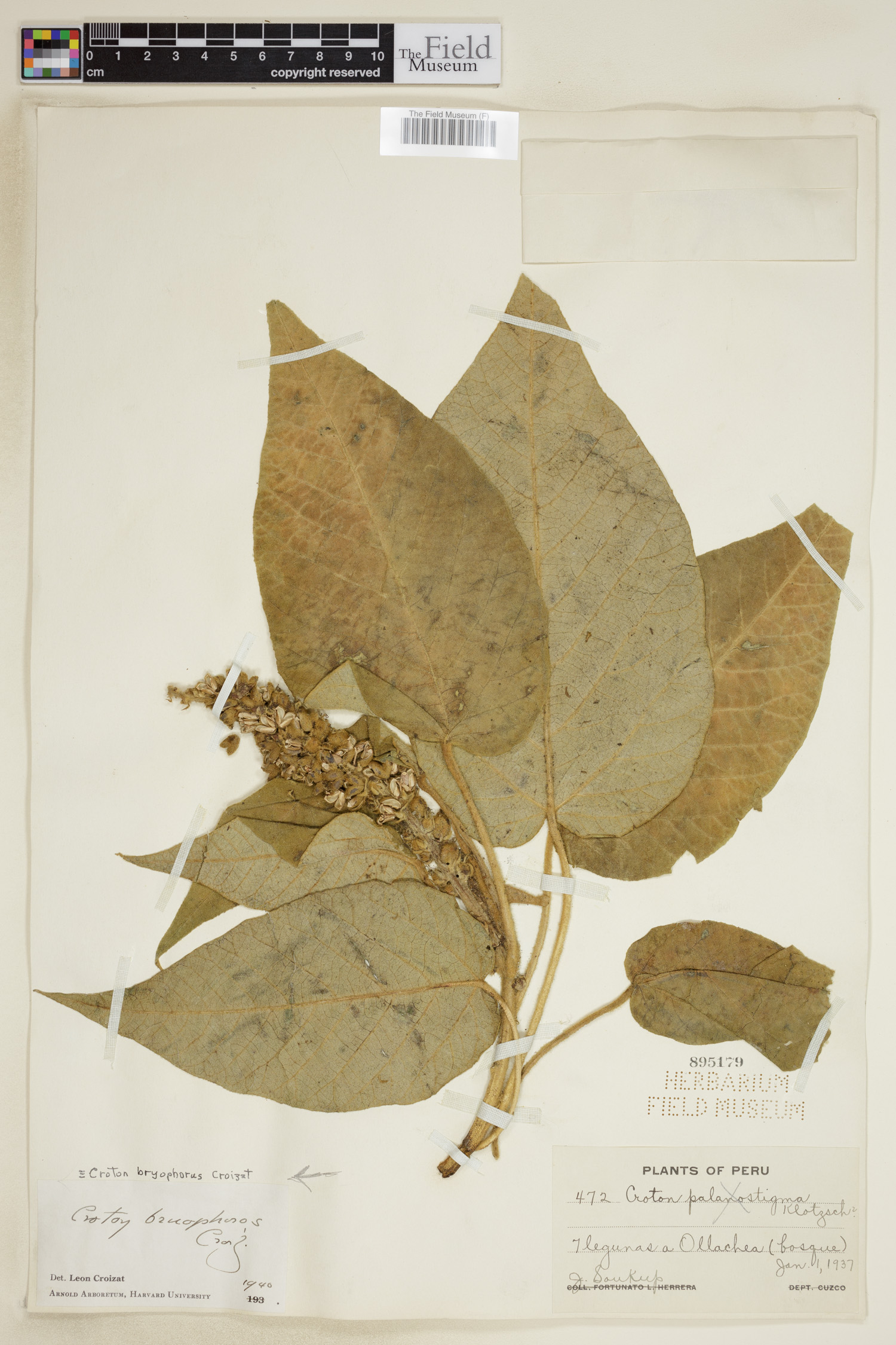 Croton bryophorus image