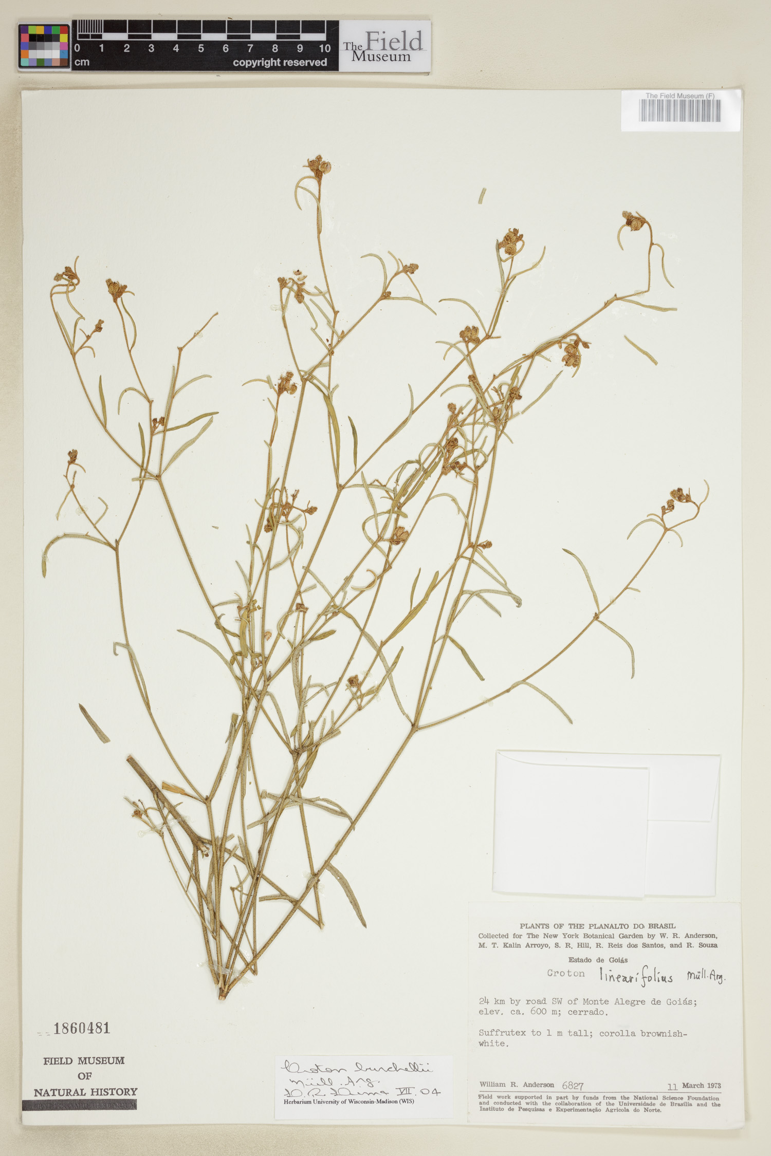 Croton burchellii image