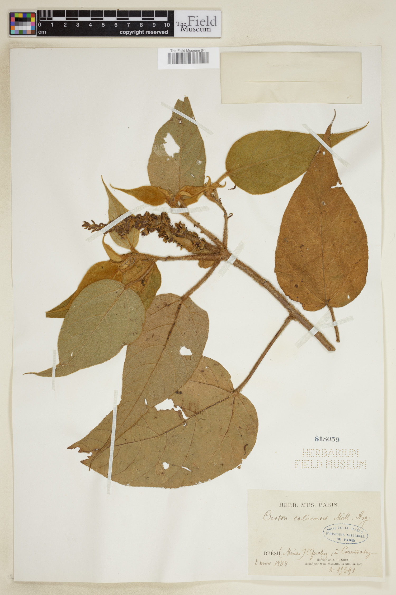 Croton caldensis image