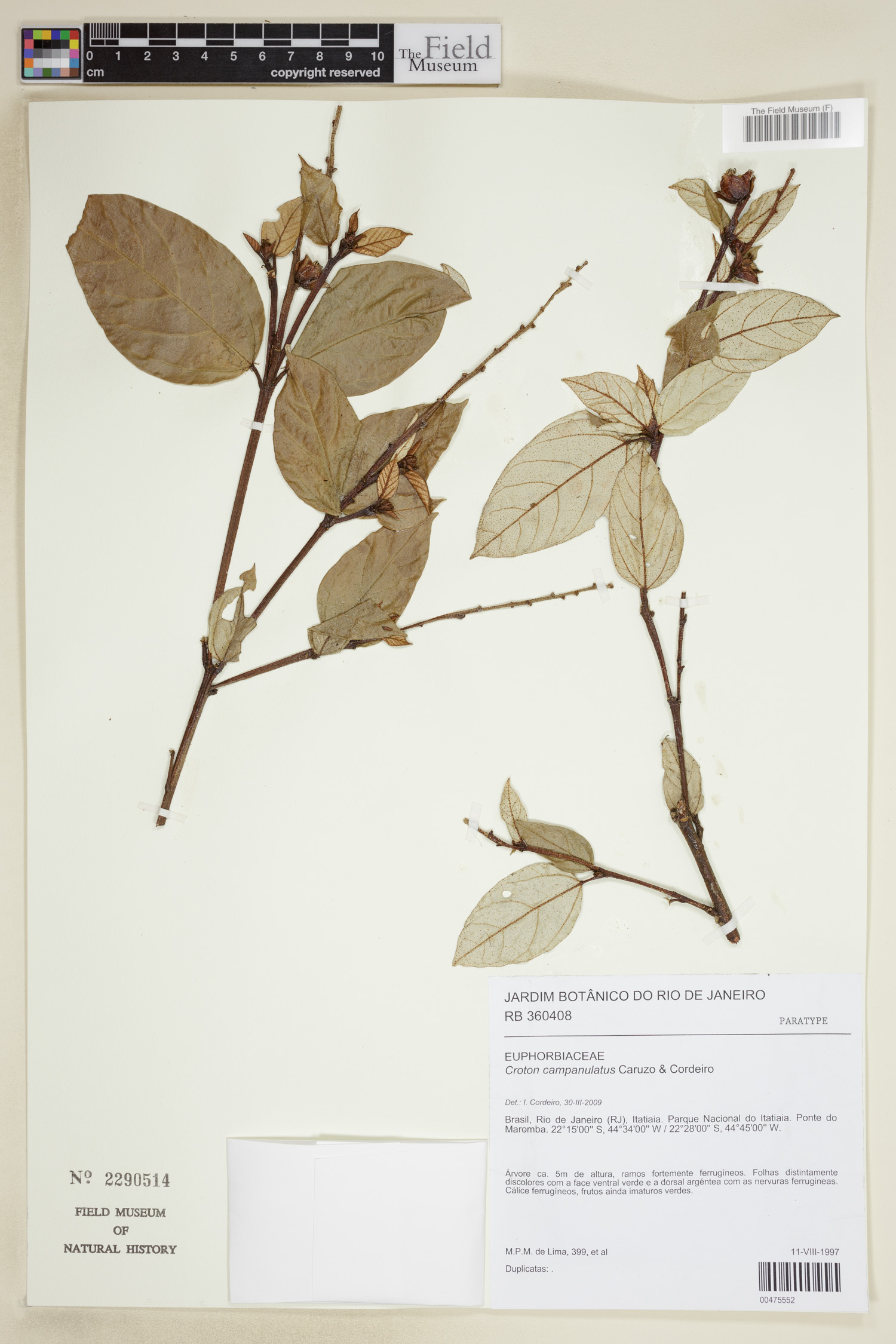 Croton campanulatus