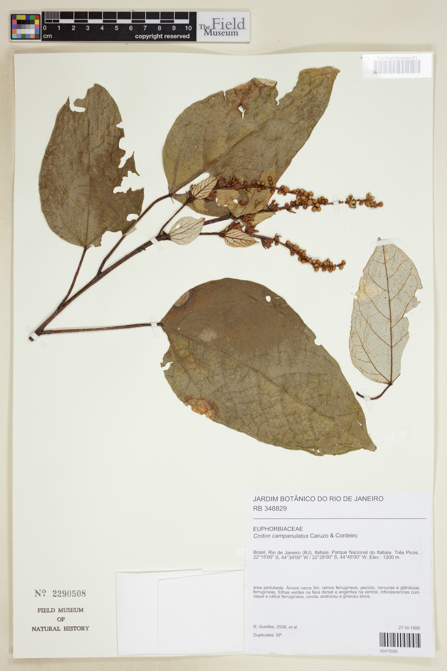 Croton campanulatus image