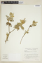 Croton campestris image