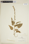 Croton celtidifolius image