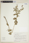 Croton chaetocalyx image