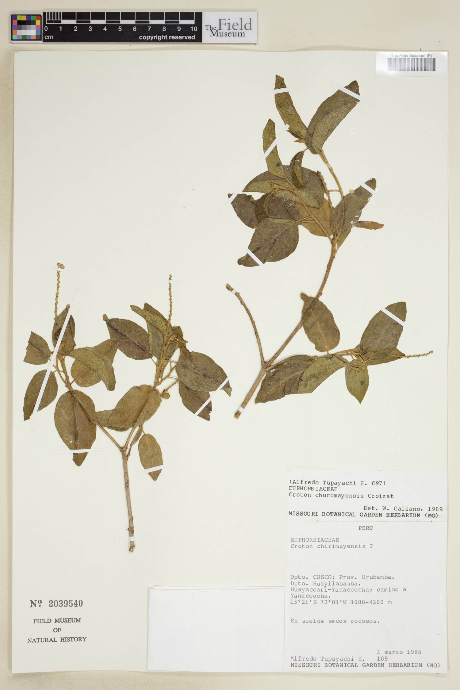 Croton churumayensis image