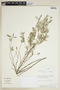 Croton cinerellus image