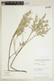 Croton cinerellus image