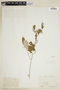 Croton claussenianus image