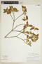 Croton collinus image