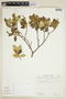 Croton collinus image