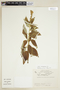 Croton conduplicatus image