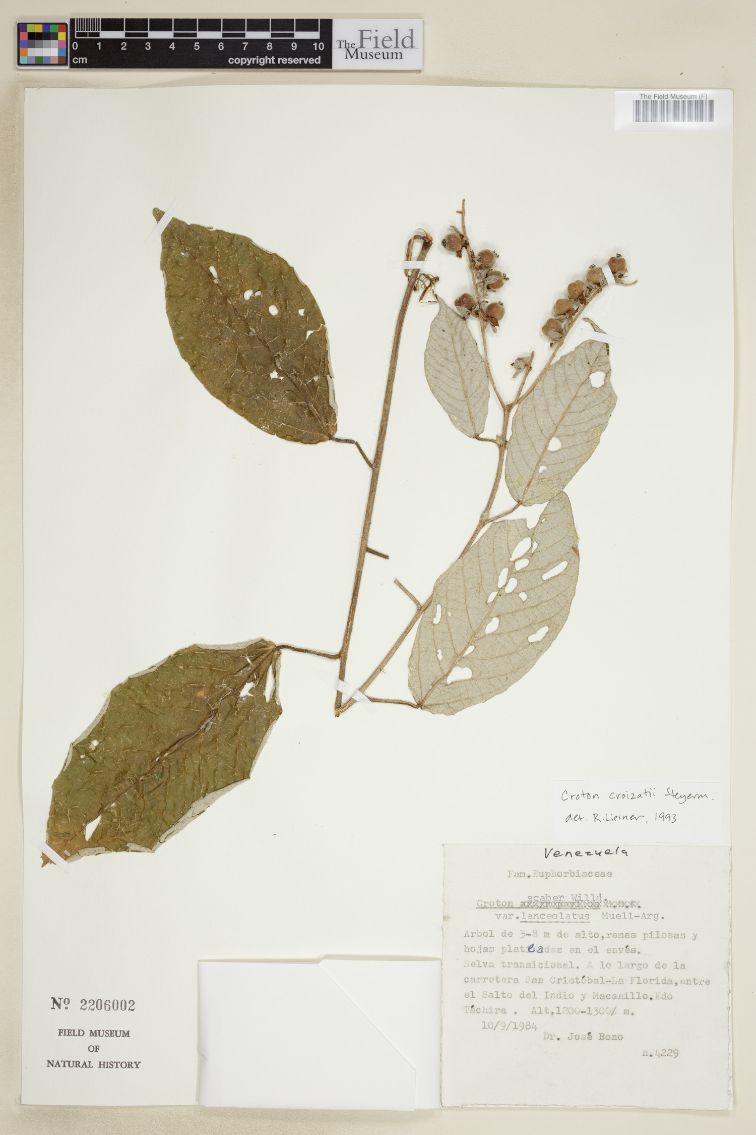 Croton sexmetralis image