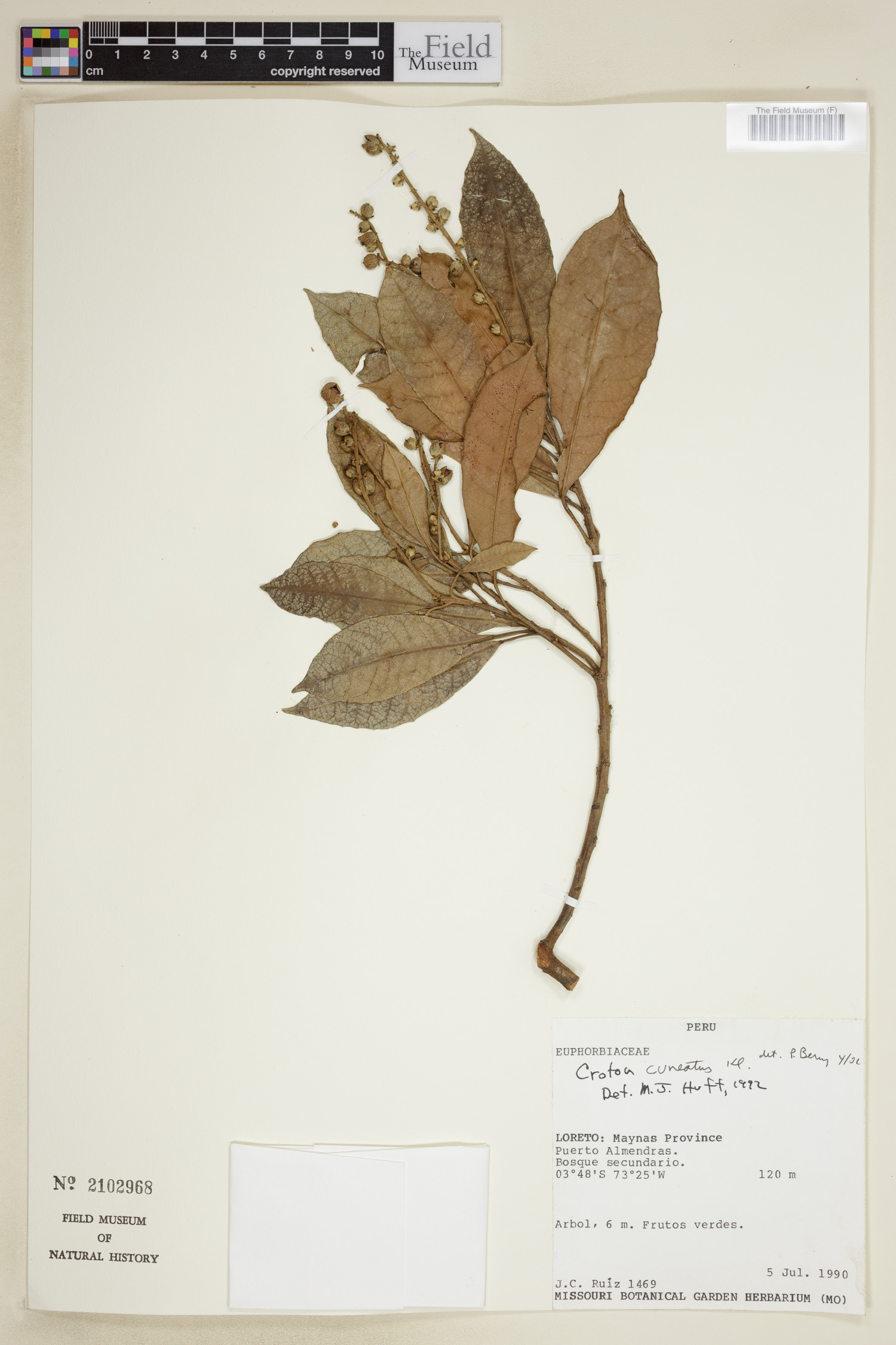 Croton cuneatus image