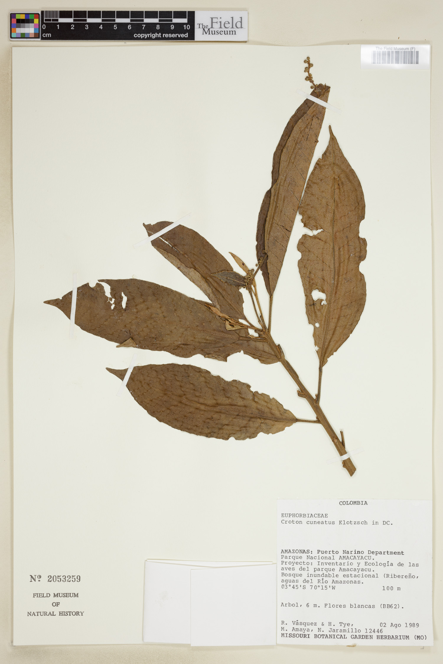 Croton cuneatus image