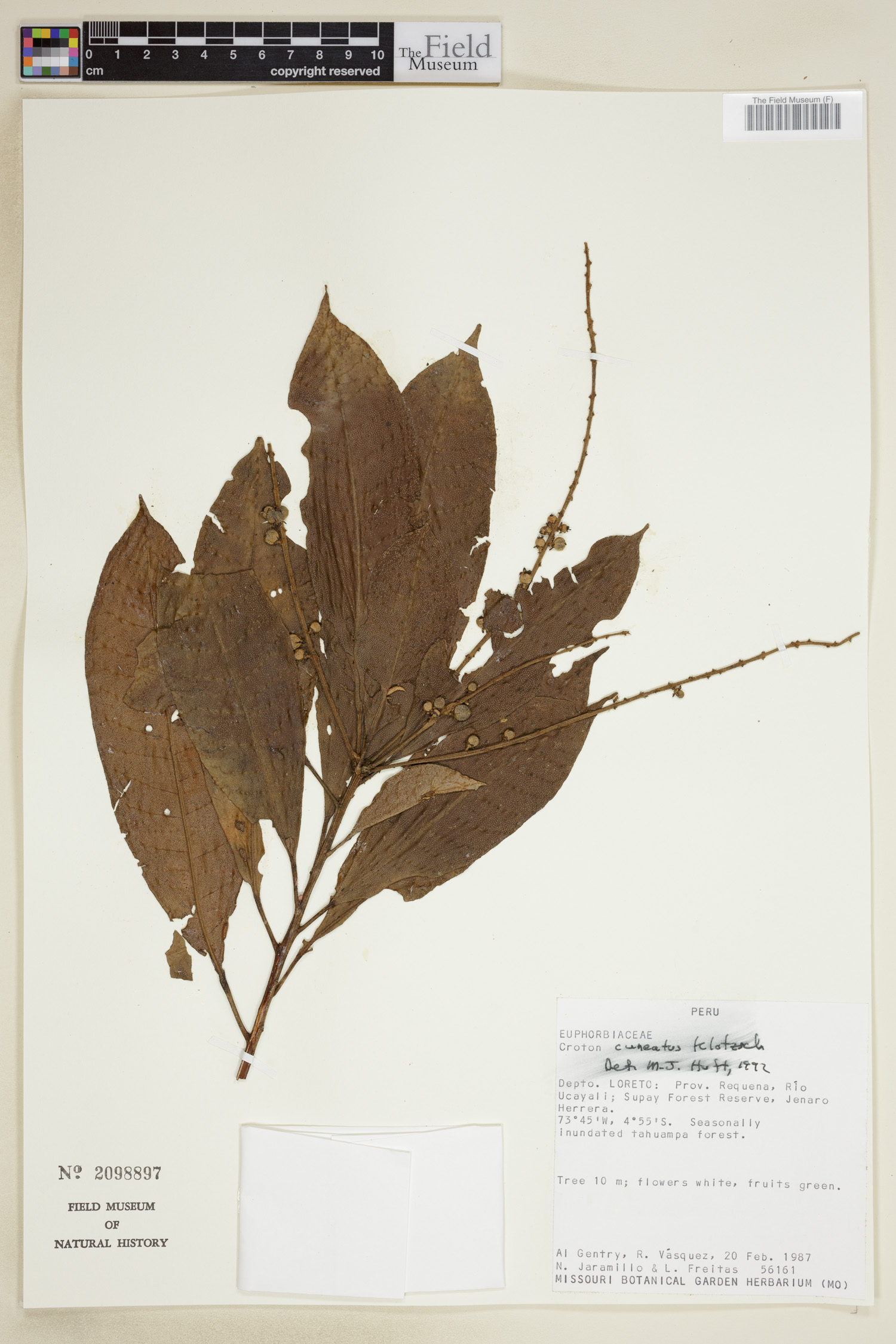 Croton cuneatus image
